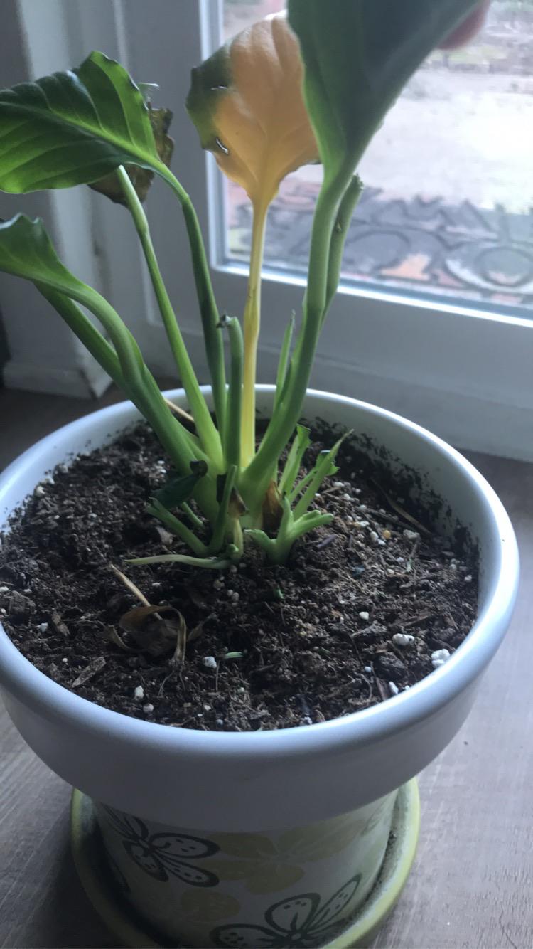 My cat literally ate the leaves of my peace lily. There were quite a