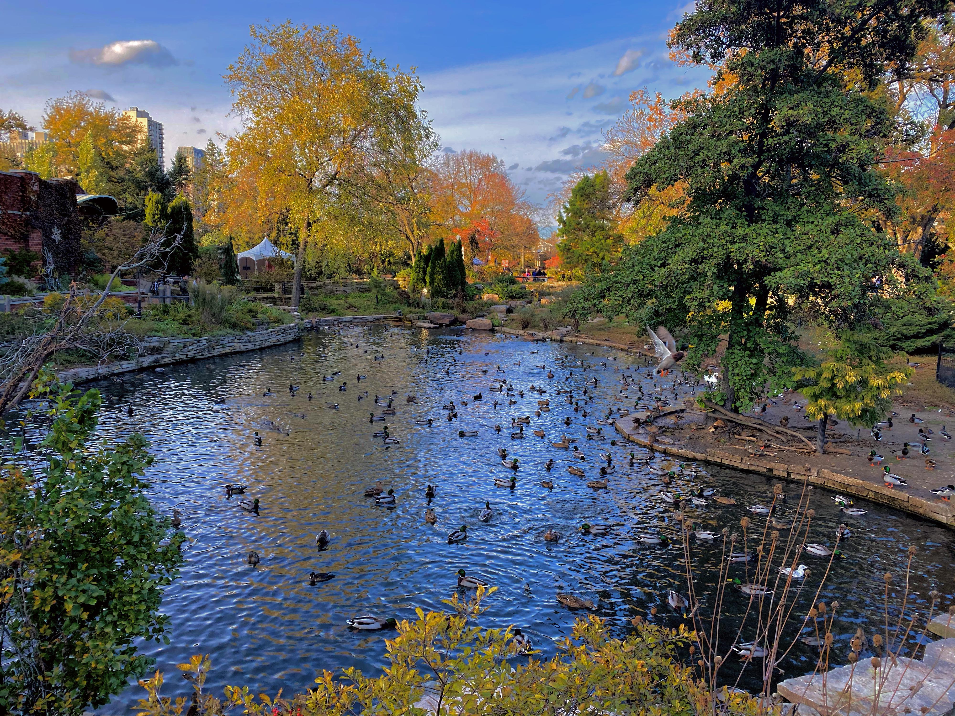 Lincoln Park Zoo r/chicago