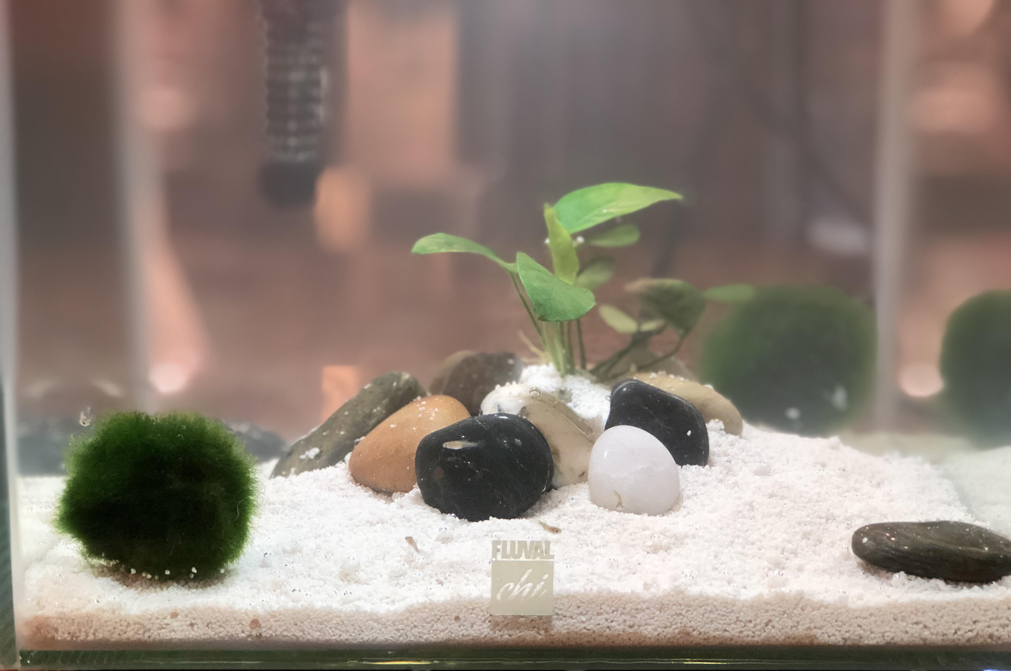 Small plant for the guppy fry r/Aquariums