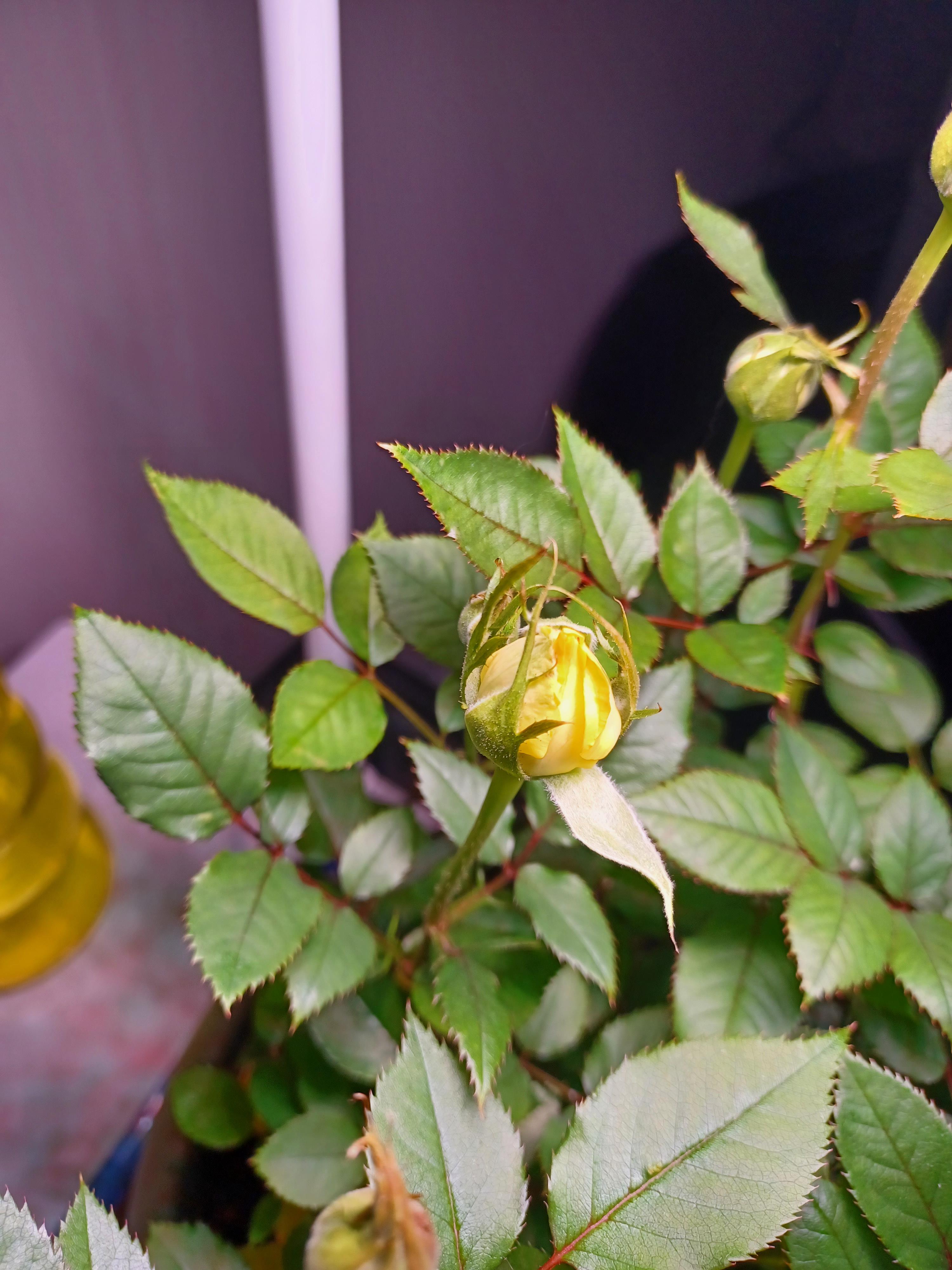 Indoor Grown Mini Rose First Bloom!