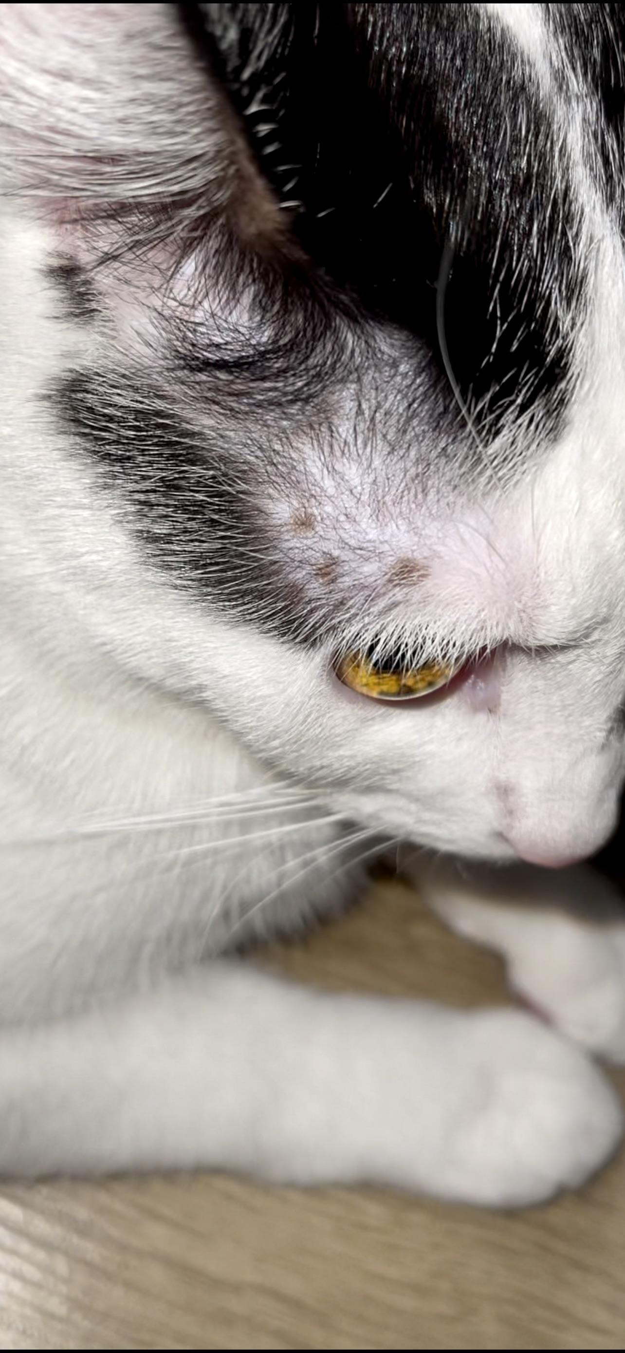 My one year old cat is developing moles in area in front her ears. She