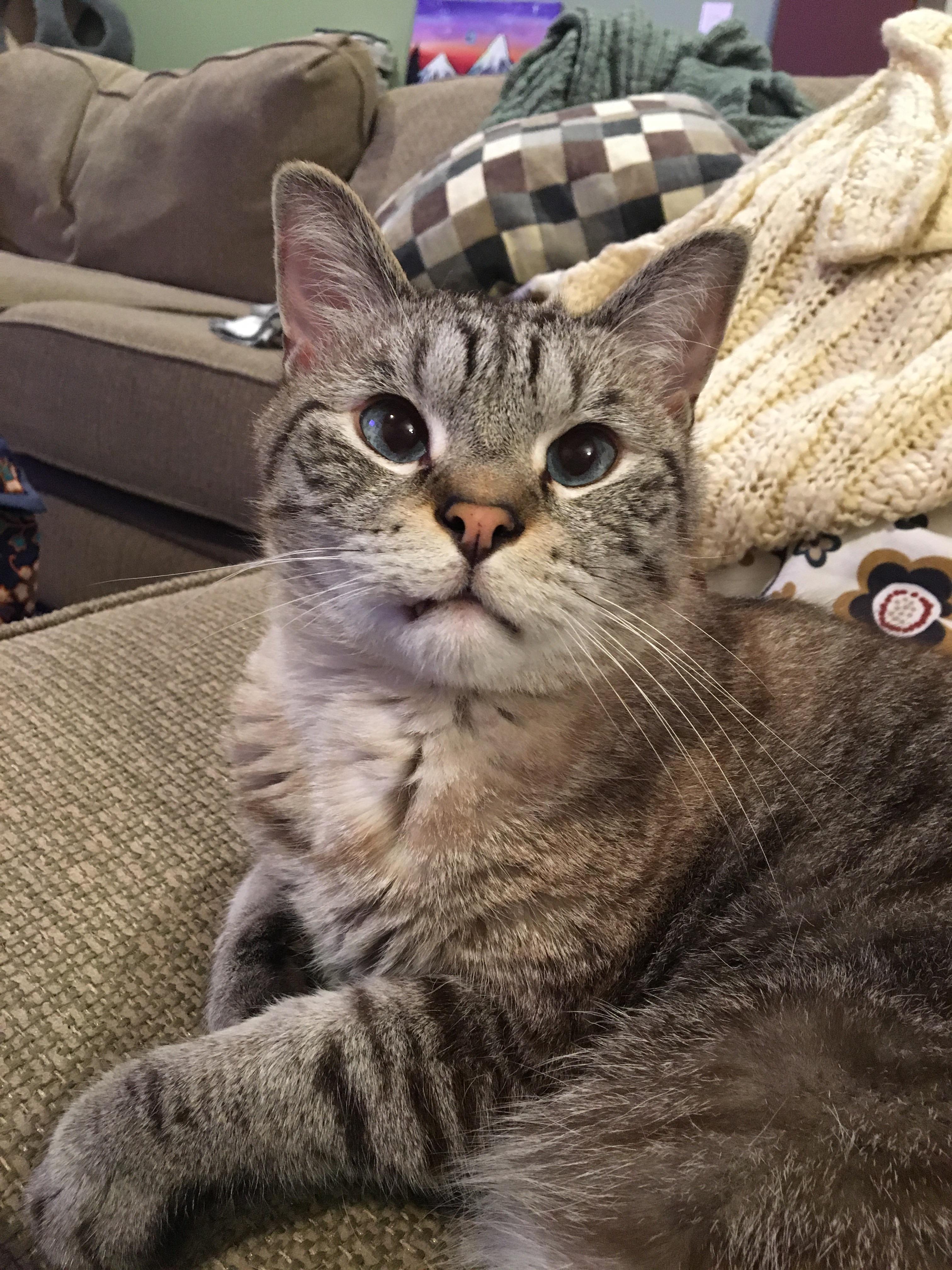 My derpy 10 year old kitty. He still plays fetch every day and loves to