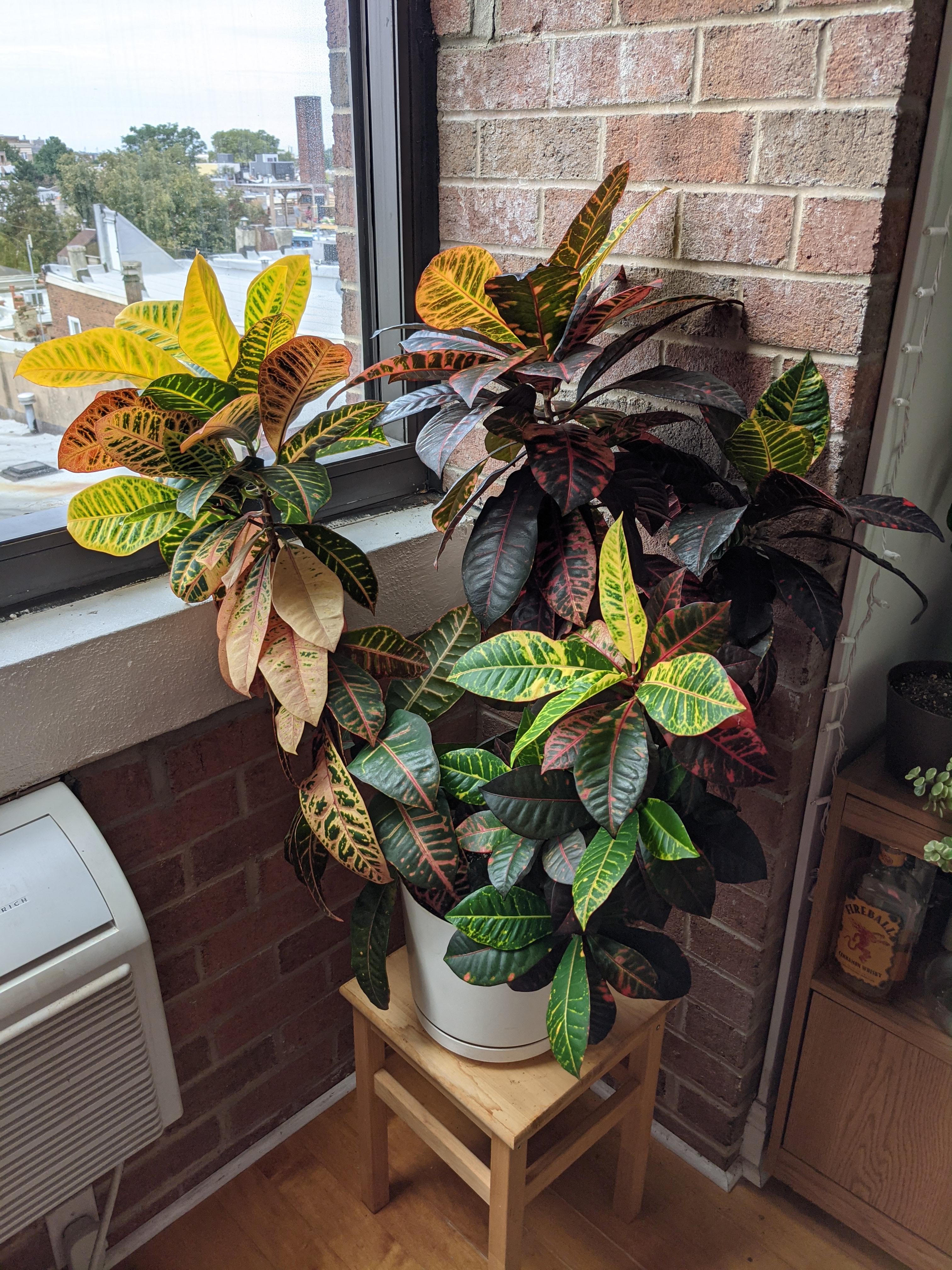 Just received this Croton from a family member who's moving