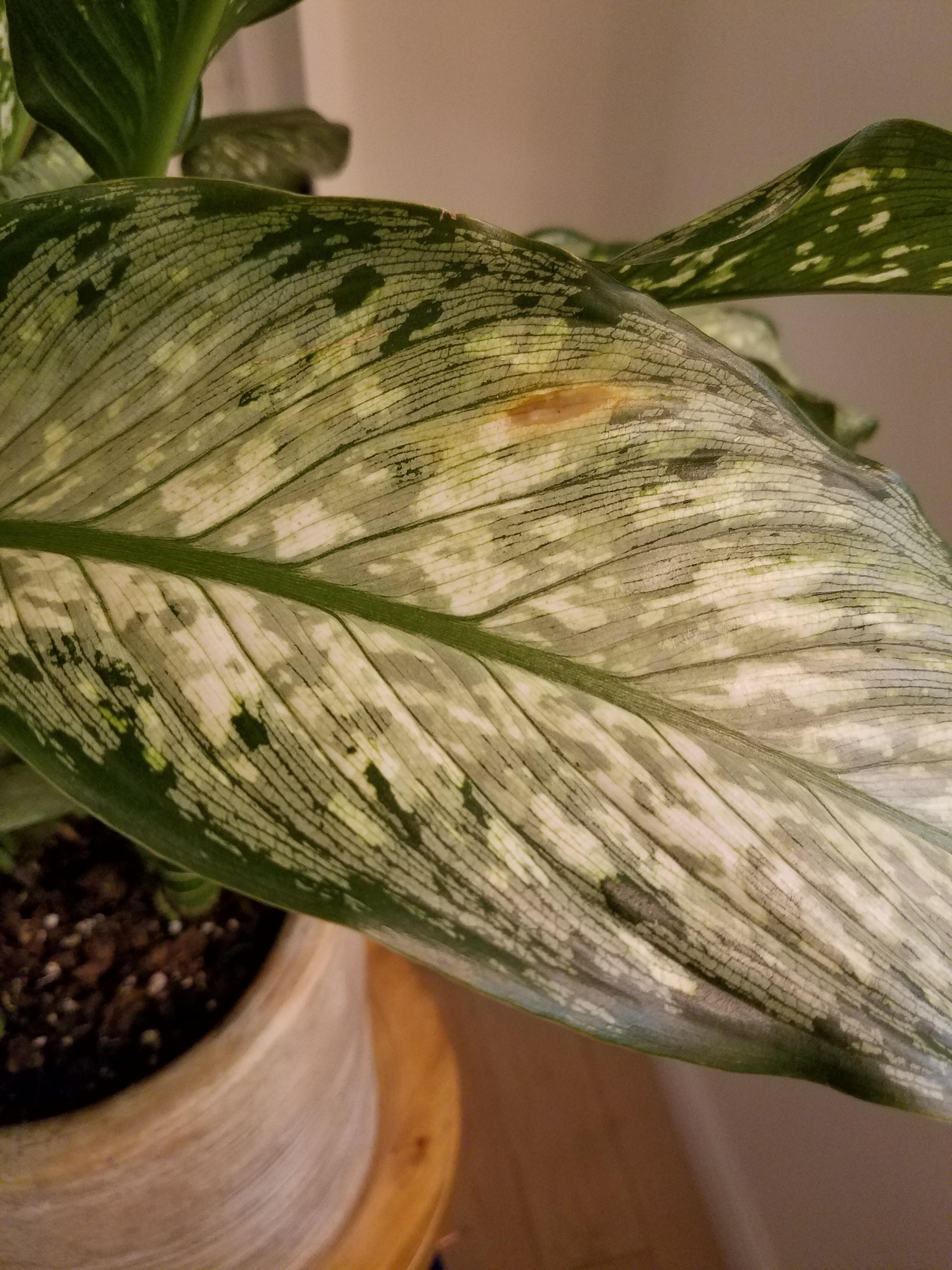 What could be the cause of this brown spot on my dieffenbachia's leaf
