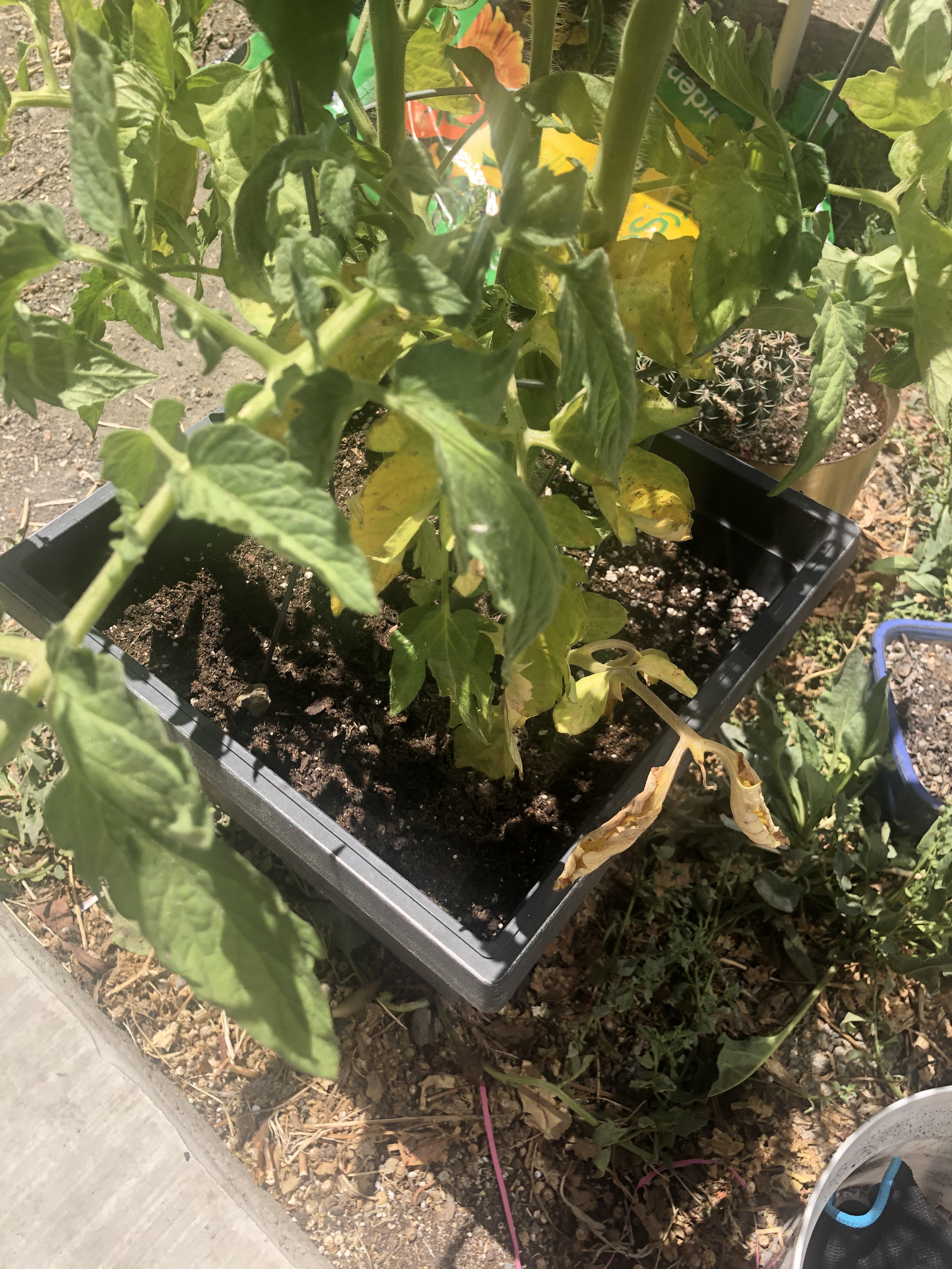 [Help] Tomato plant leaves turning yellow at the lower end of leaves