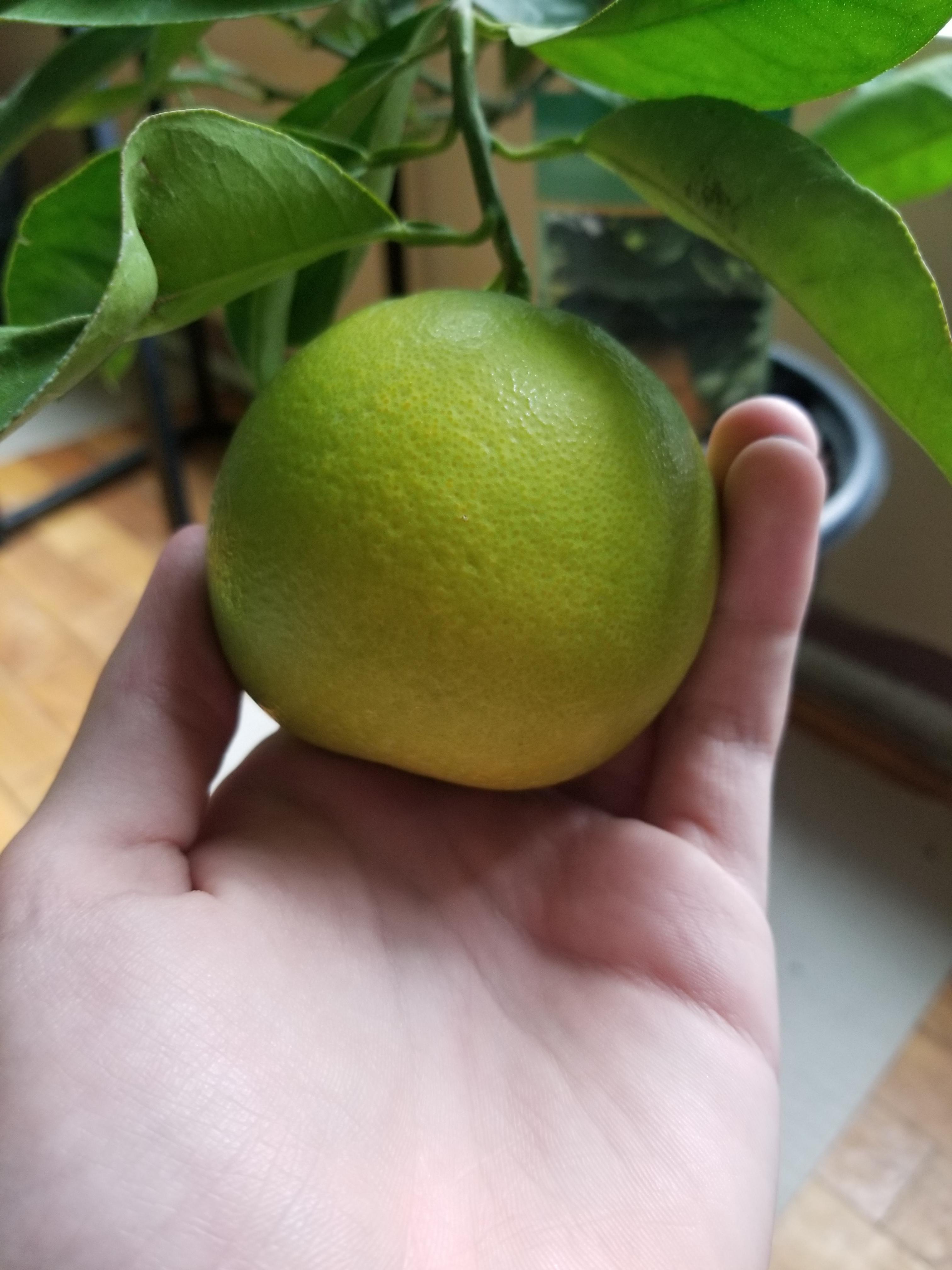 Is this Washington Navel orange ripe. It started growing in july. It's