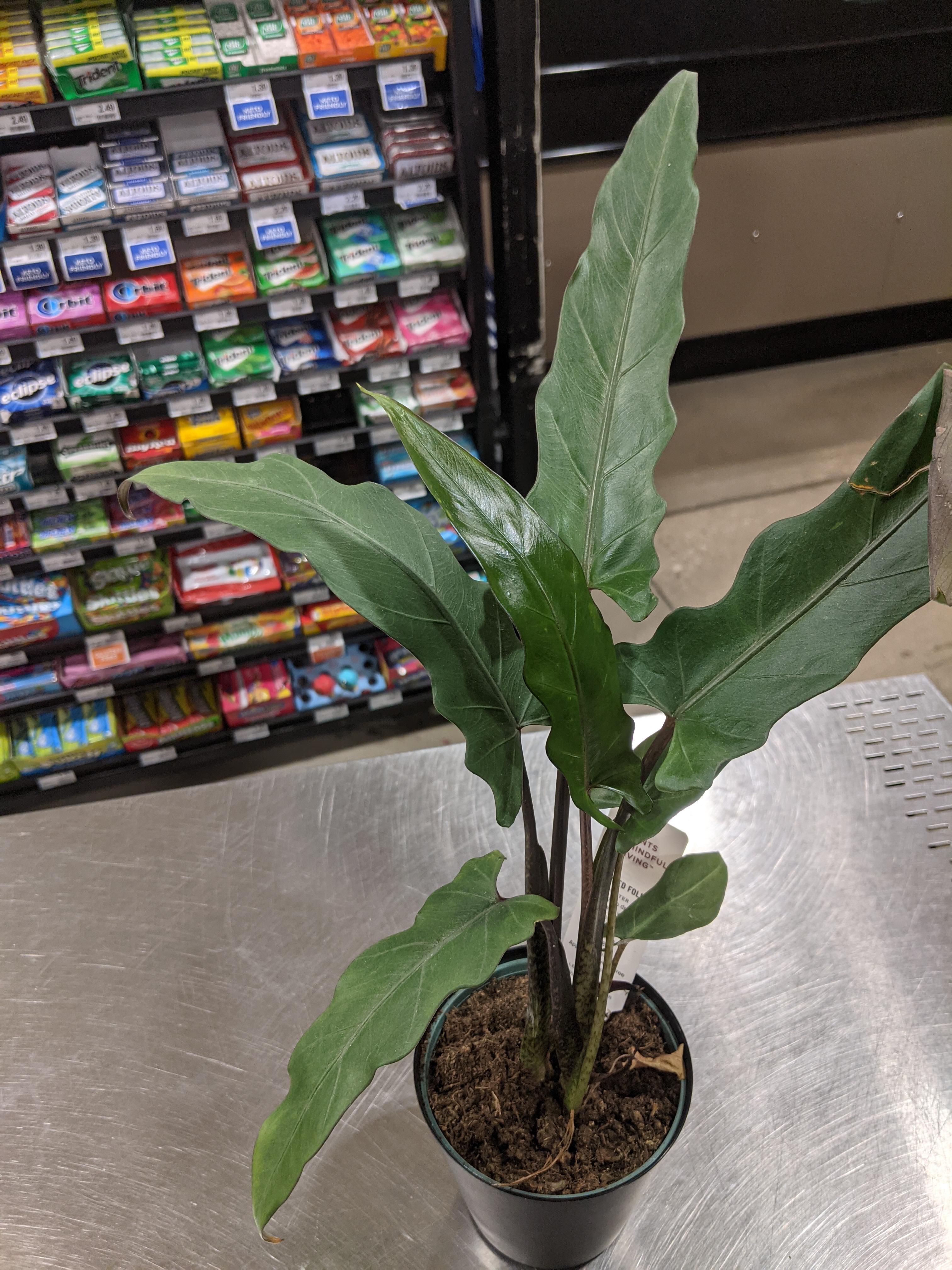 What kind of plant is this? Found it at Kroger! r/PlantIdentification