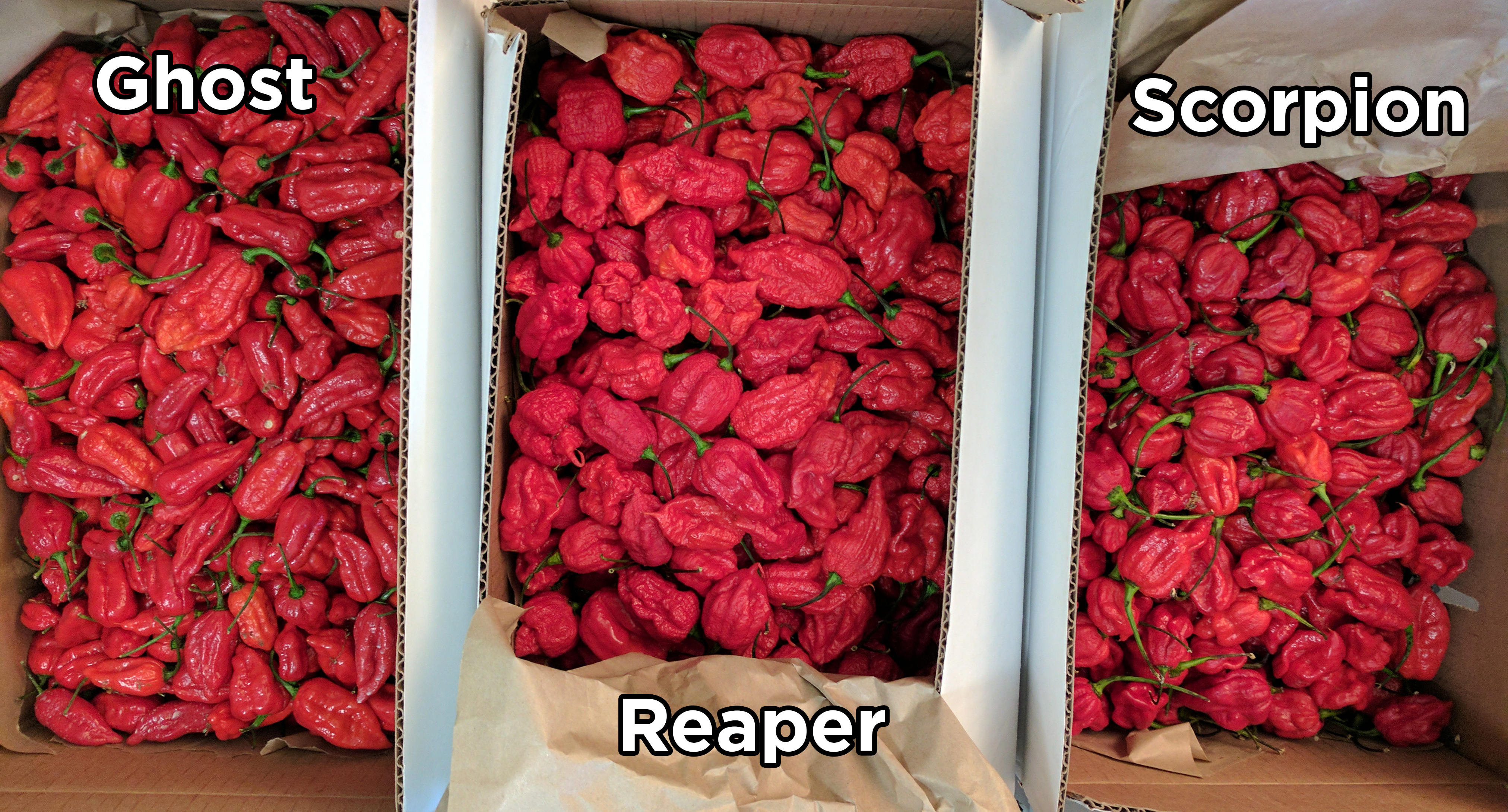 Got a shipment in of too many peppers today. Guess I am going to have