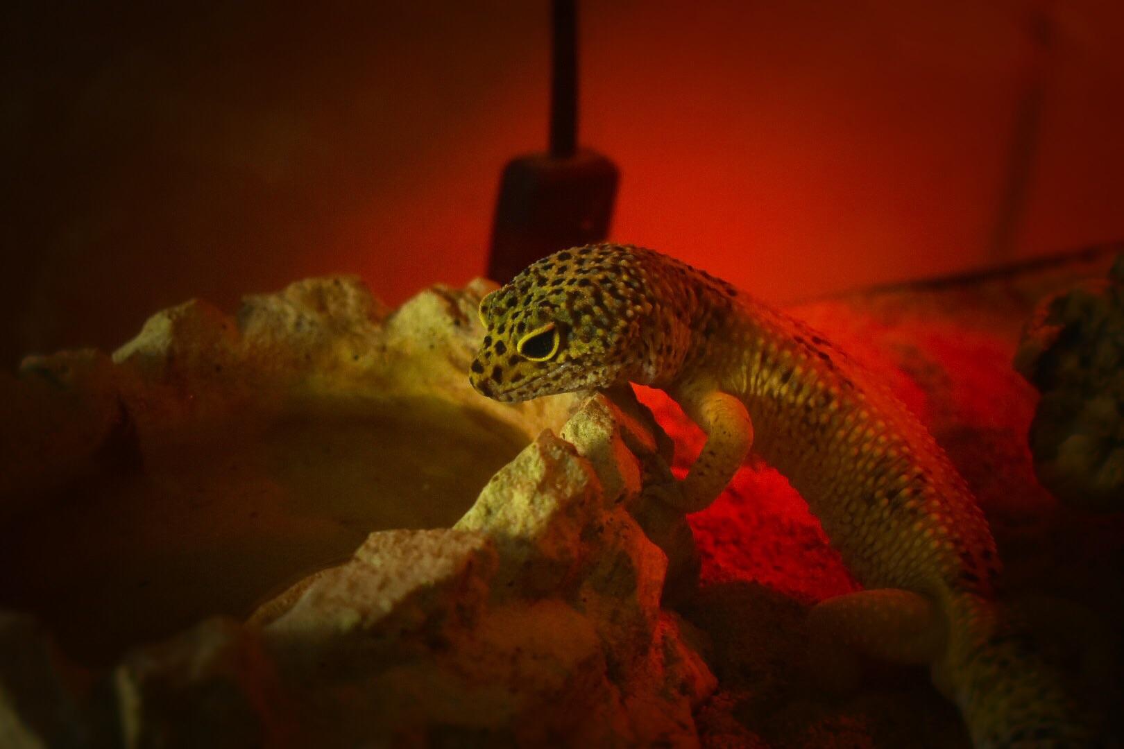 Reddit, meet Gordon Gecko aka Gordie! My 7 year old leopard gecko r/aww