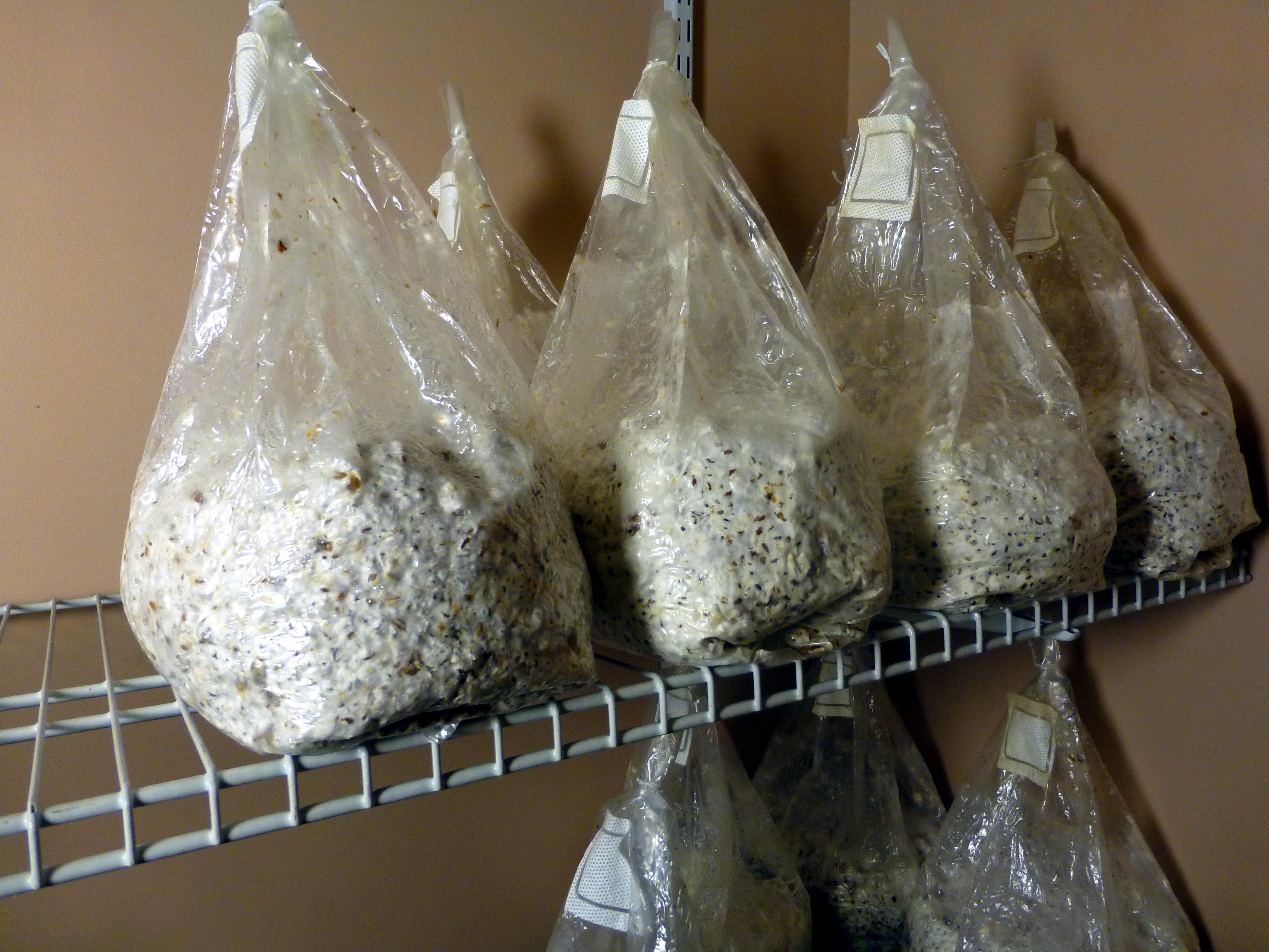 Fully colonized bags of B+ ready to spawn to tubs! r/MagicMushrooms