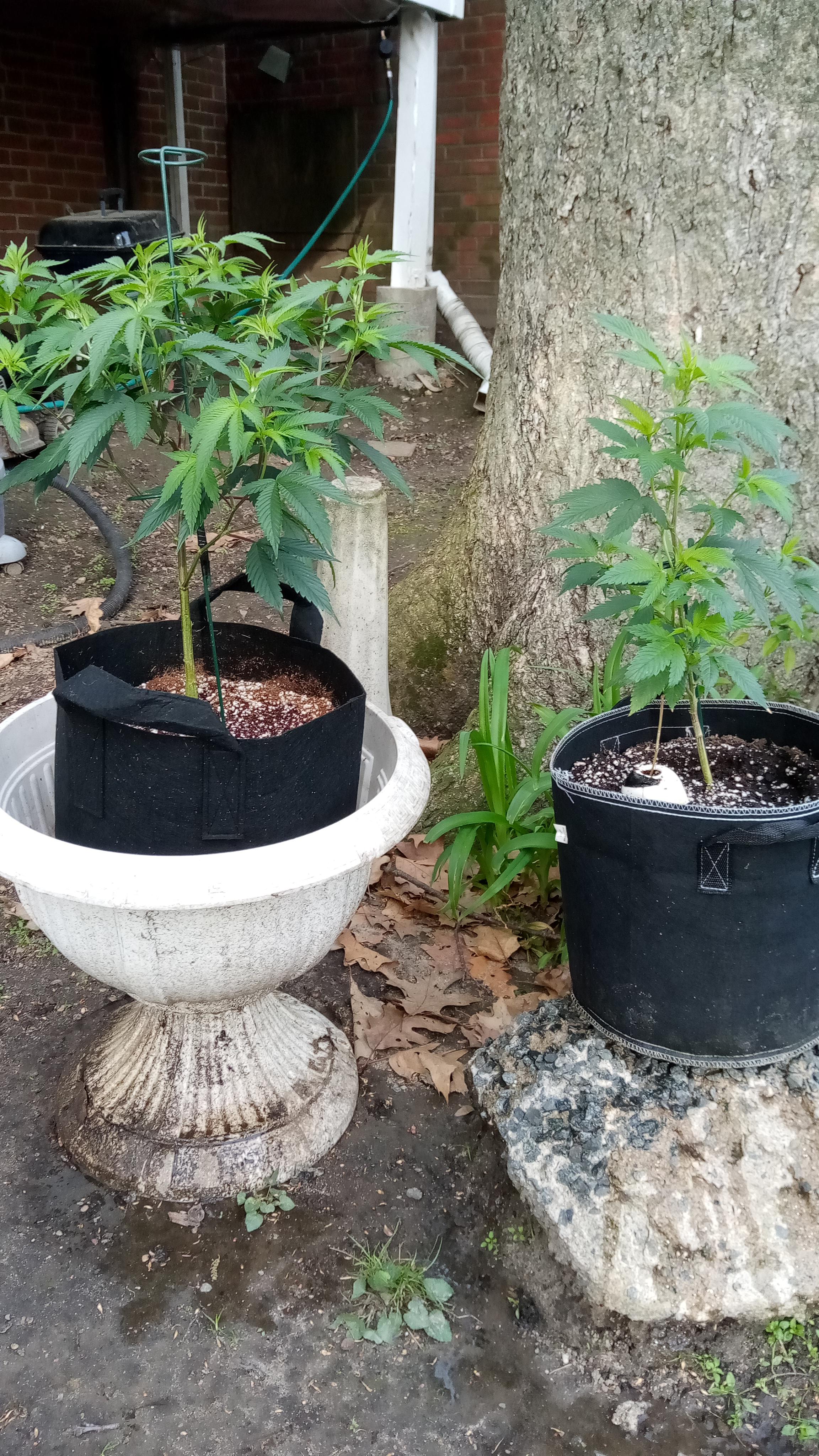 Put these clones outside a week ago and they look happier than my