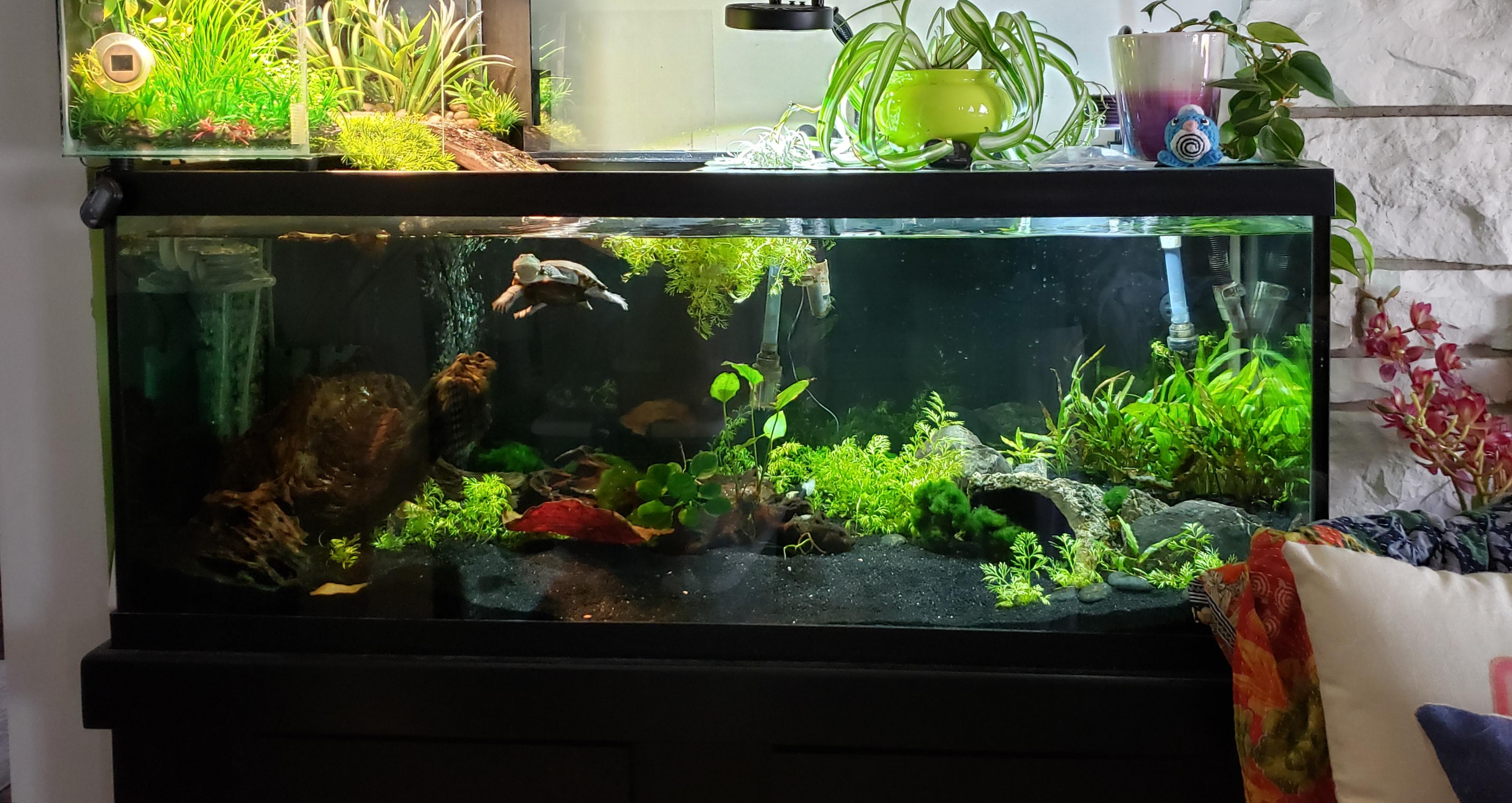 Planted turtle tank, featuring lots of crypts and water sprite r