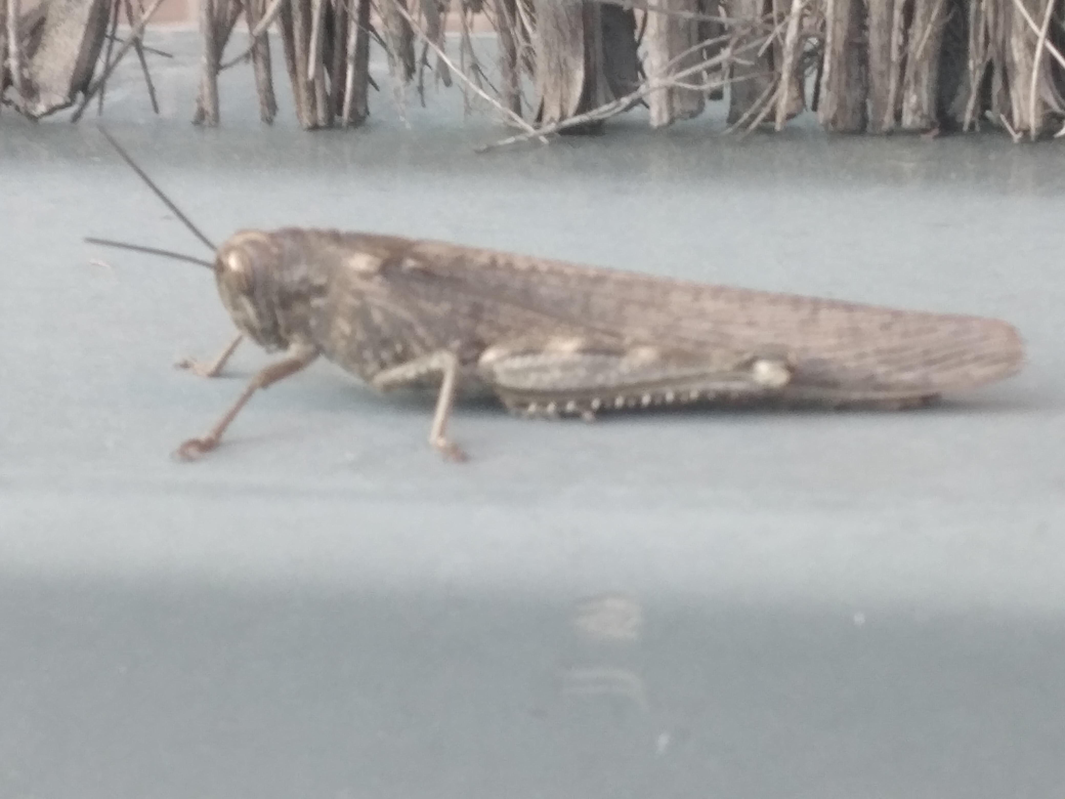 Do you know the specie of this locust? Around 7 cm and i found it on