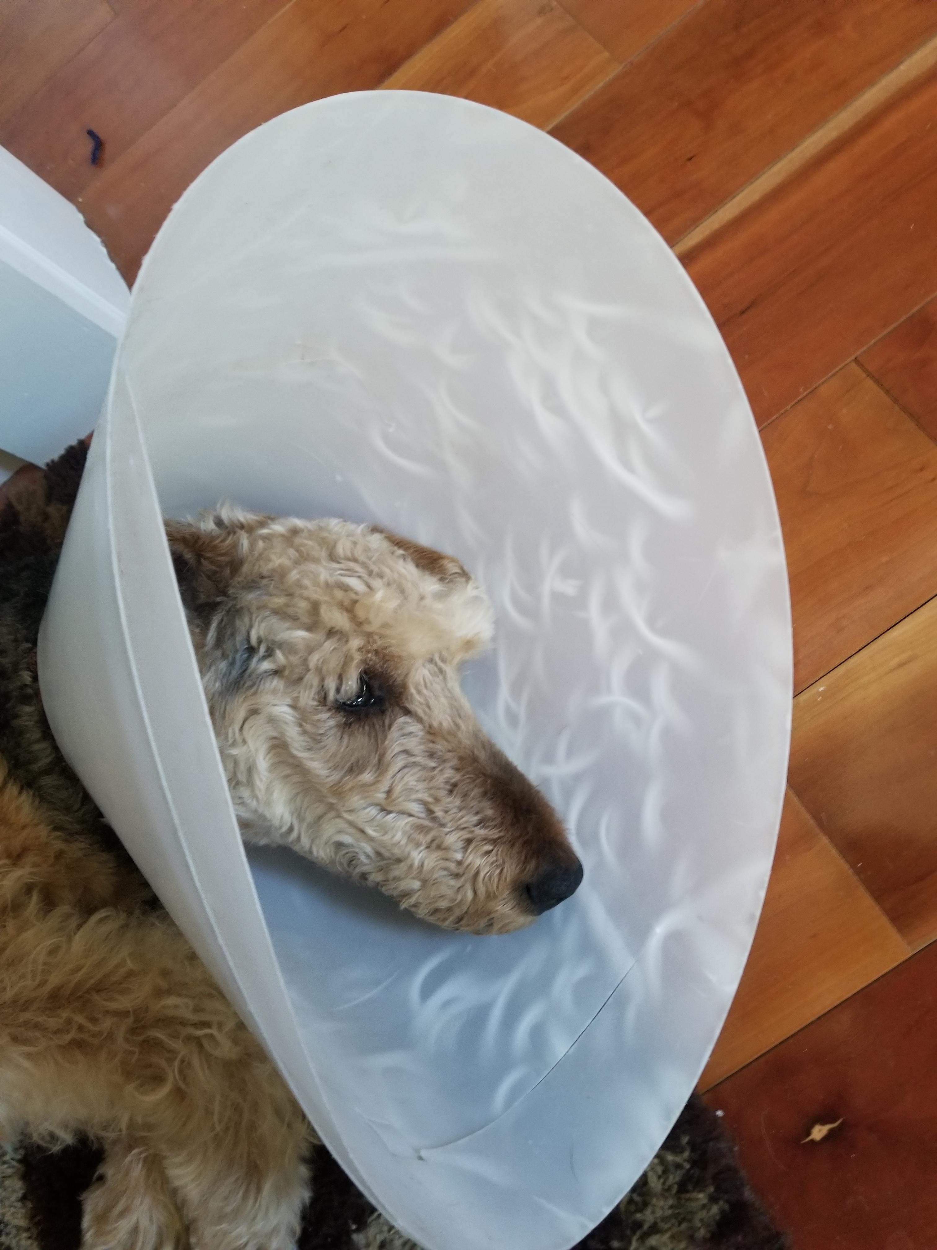 My dog's cone is all bent cause she doesn't know to compensate for the