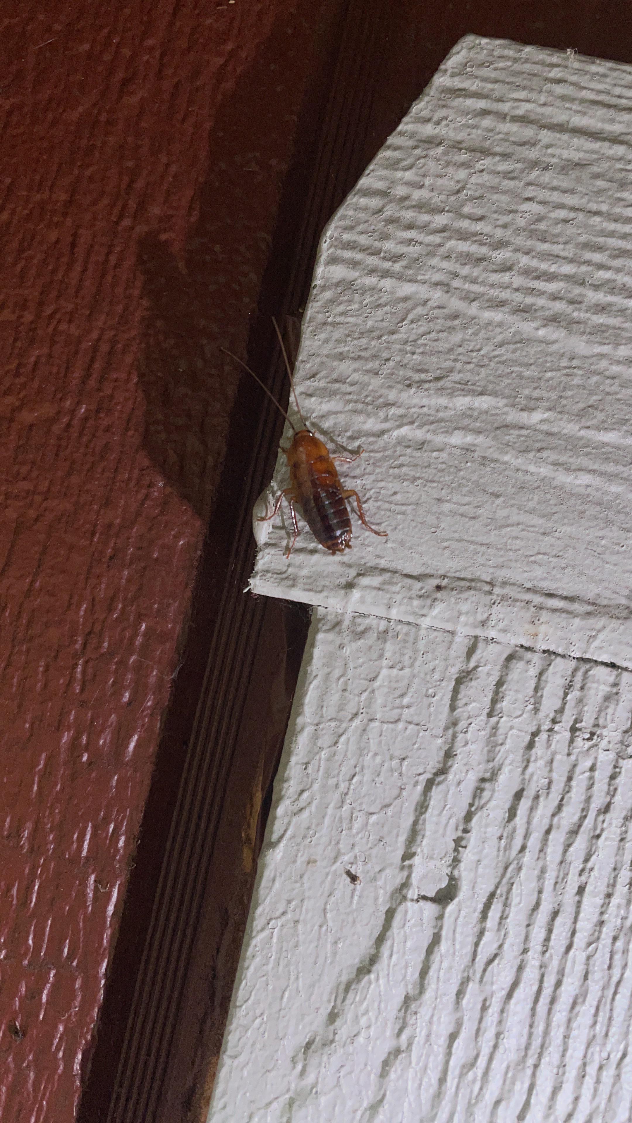 What kind of bug is this I found it on my porch? Northwest Missouri r