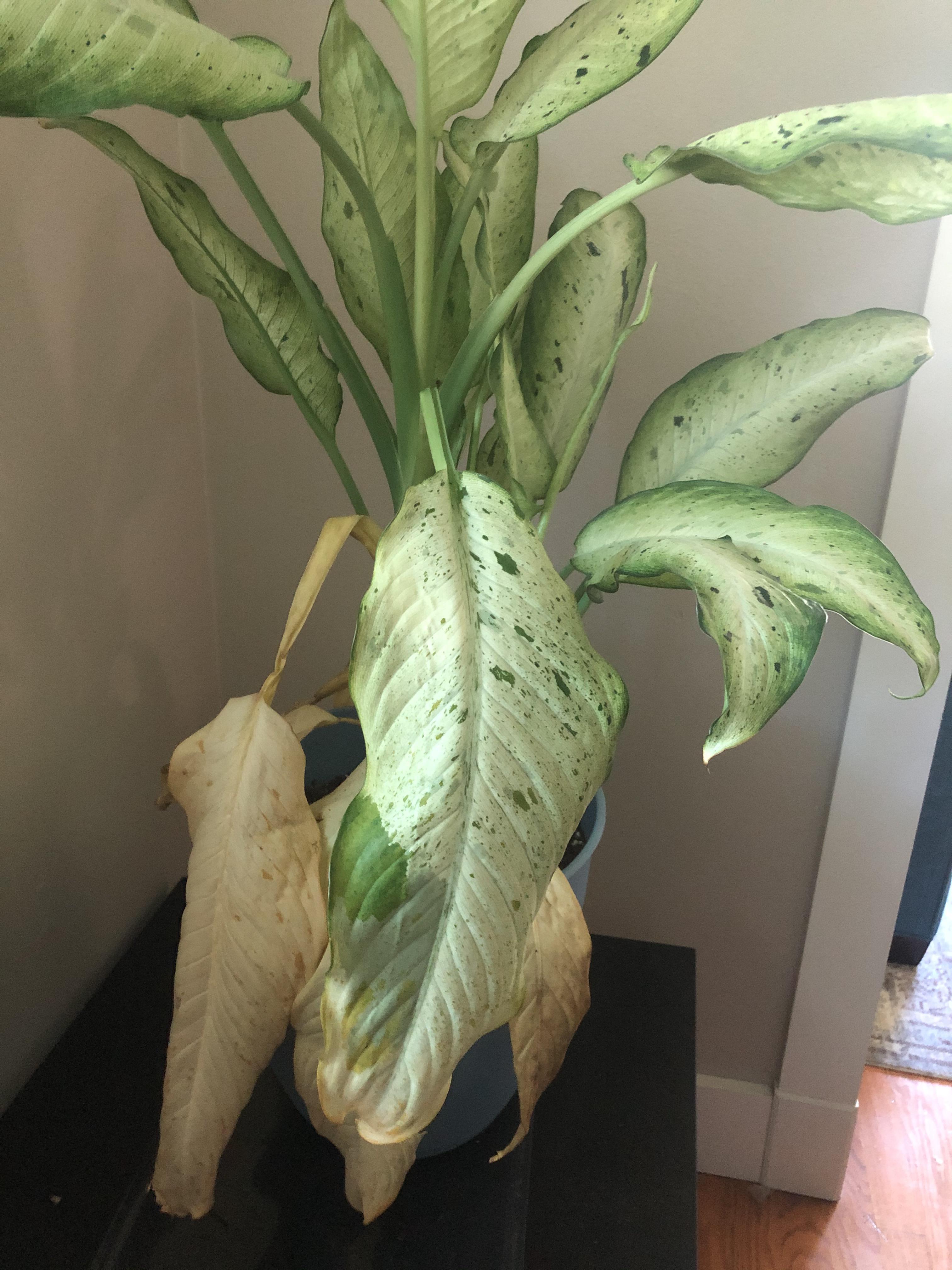 Help! Why is my dieffenbachia (dumb cane) turning yellow? More info in