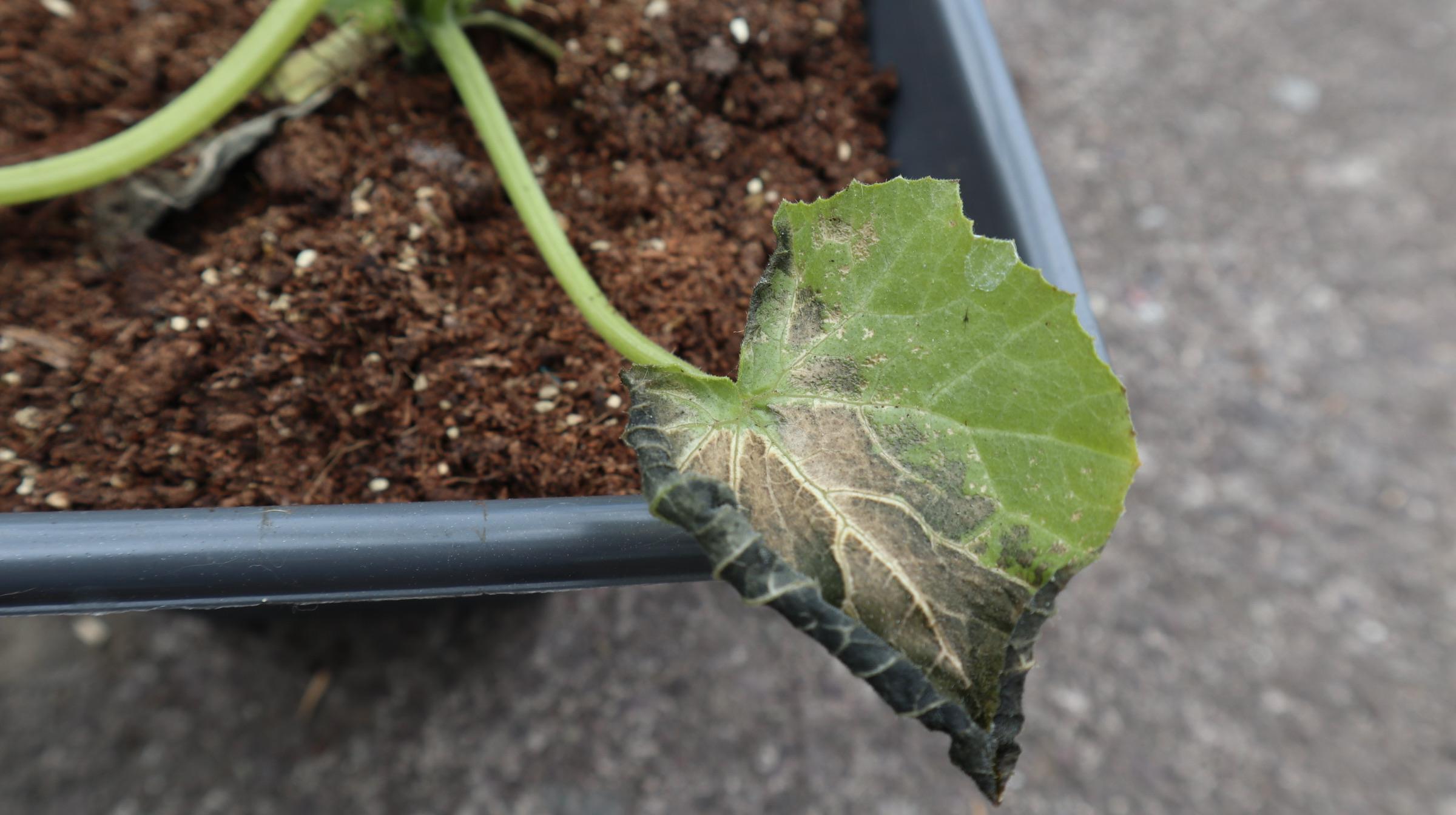 Please help. My courgette leaves started to turn black overnight. I’m
