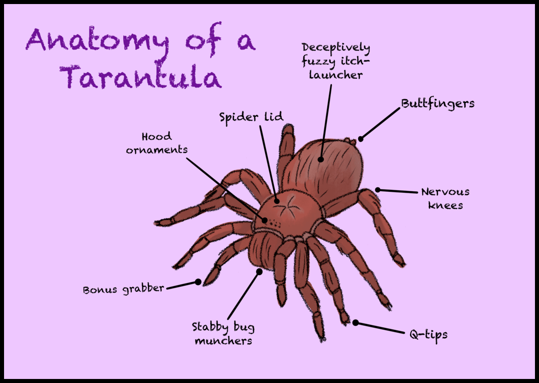Tarantula Anatomy Diagram