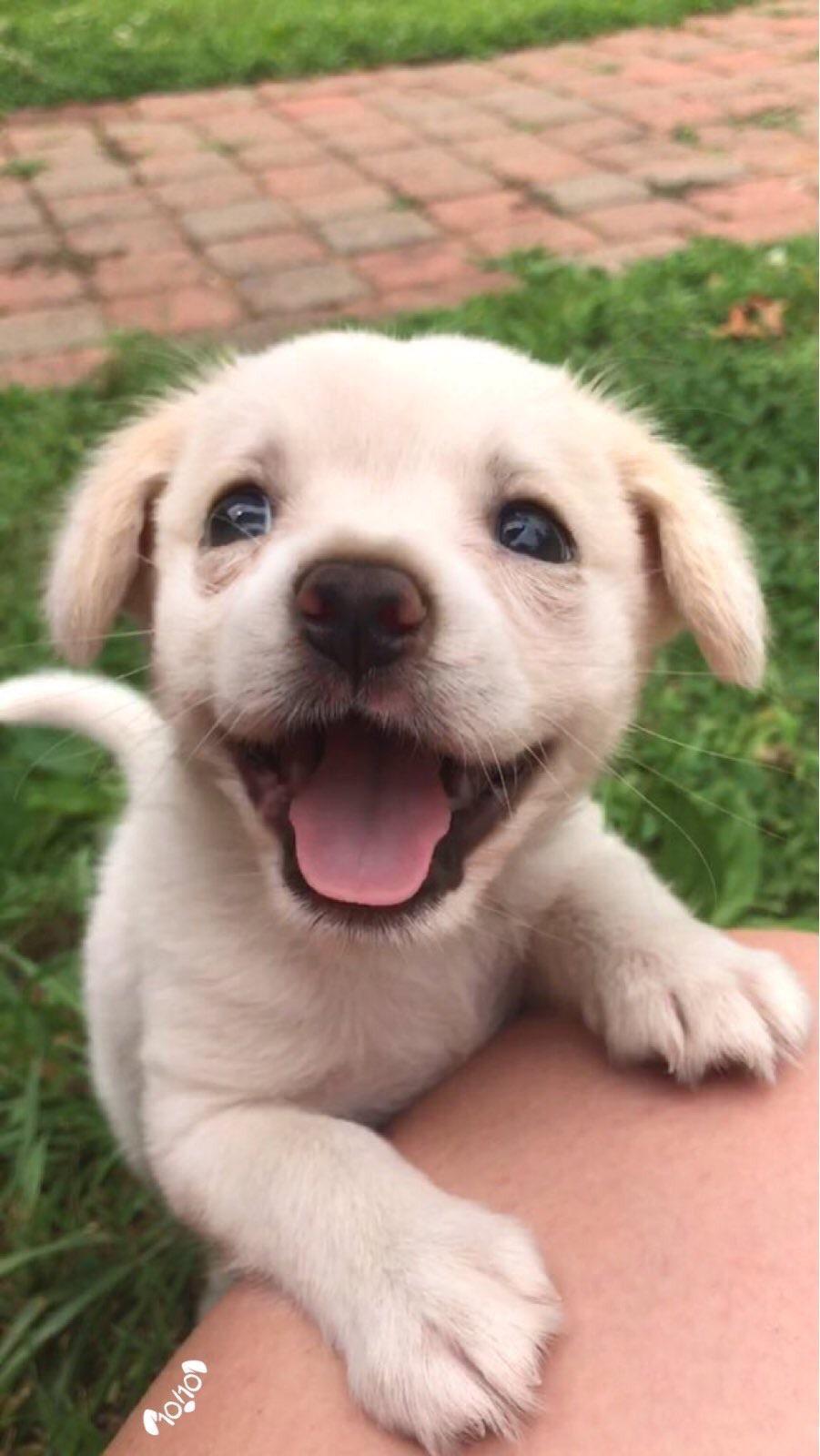 Here’s a picture of a cute puppy to brighten up your day ️ (xpost from /r/aww) r/PuppySmiles