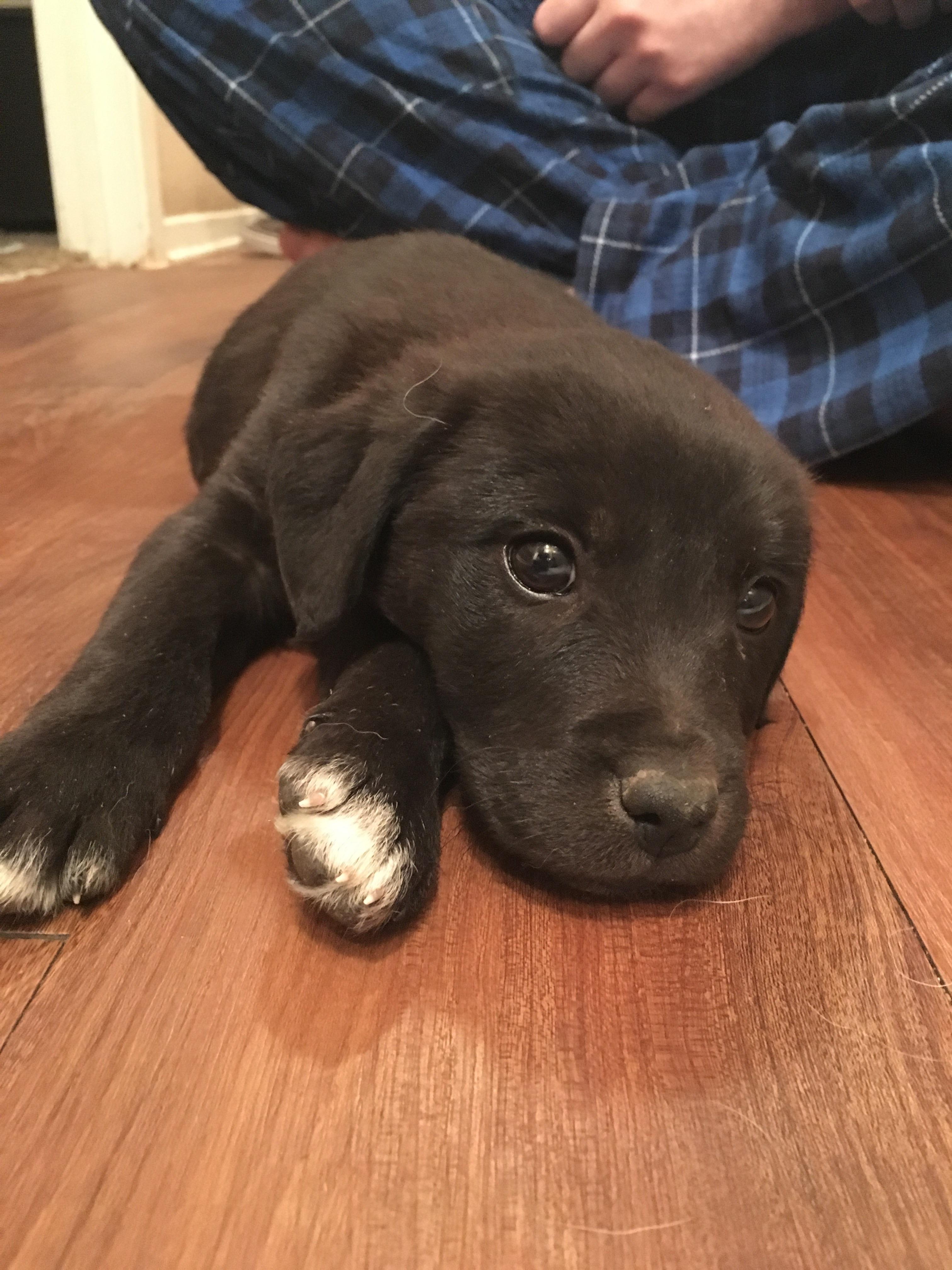 I got my first puppy today. Reddit meet Bruce r/pics