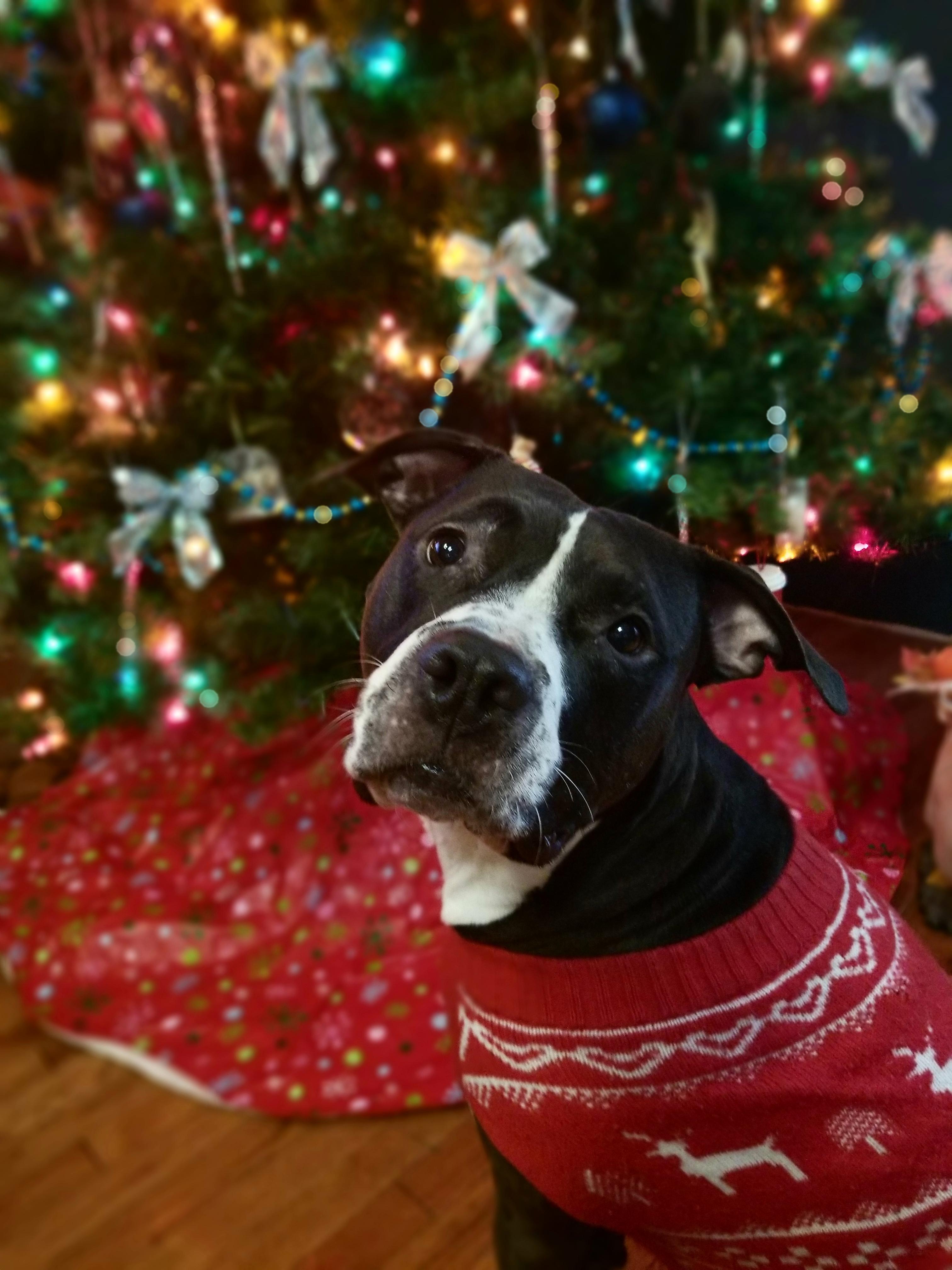 Another Christmas Pitbull! r/pitbulls