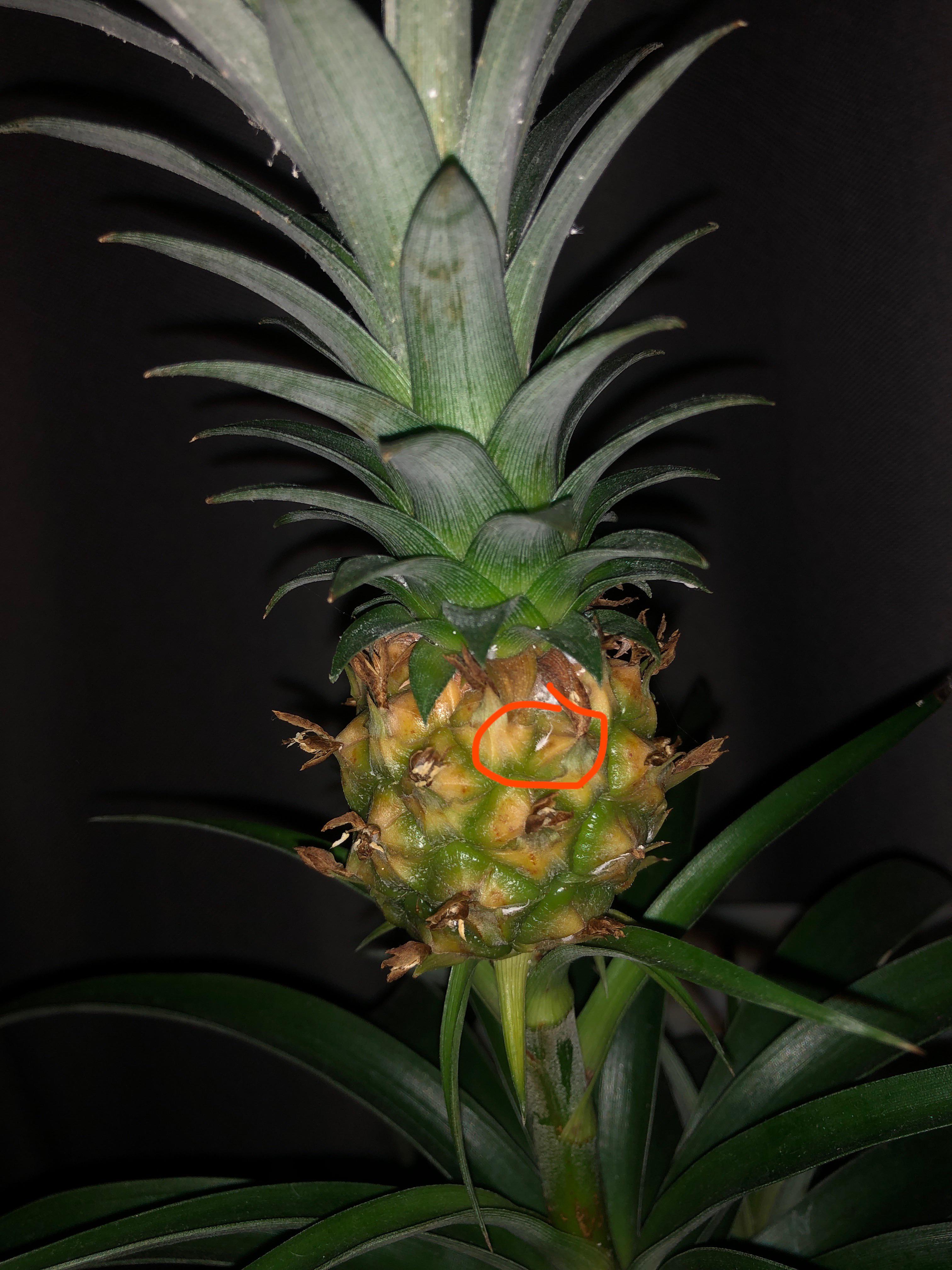 Pineapple Plant Bugs! : r/plantclinic