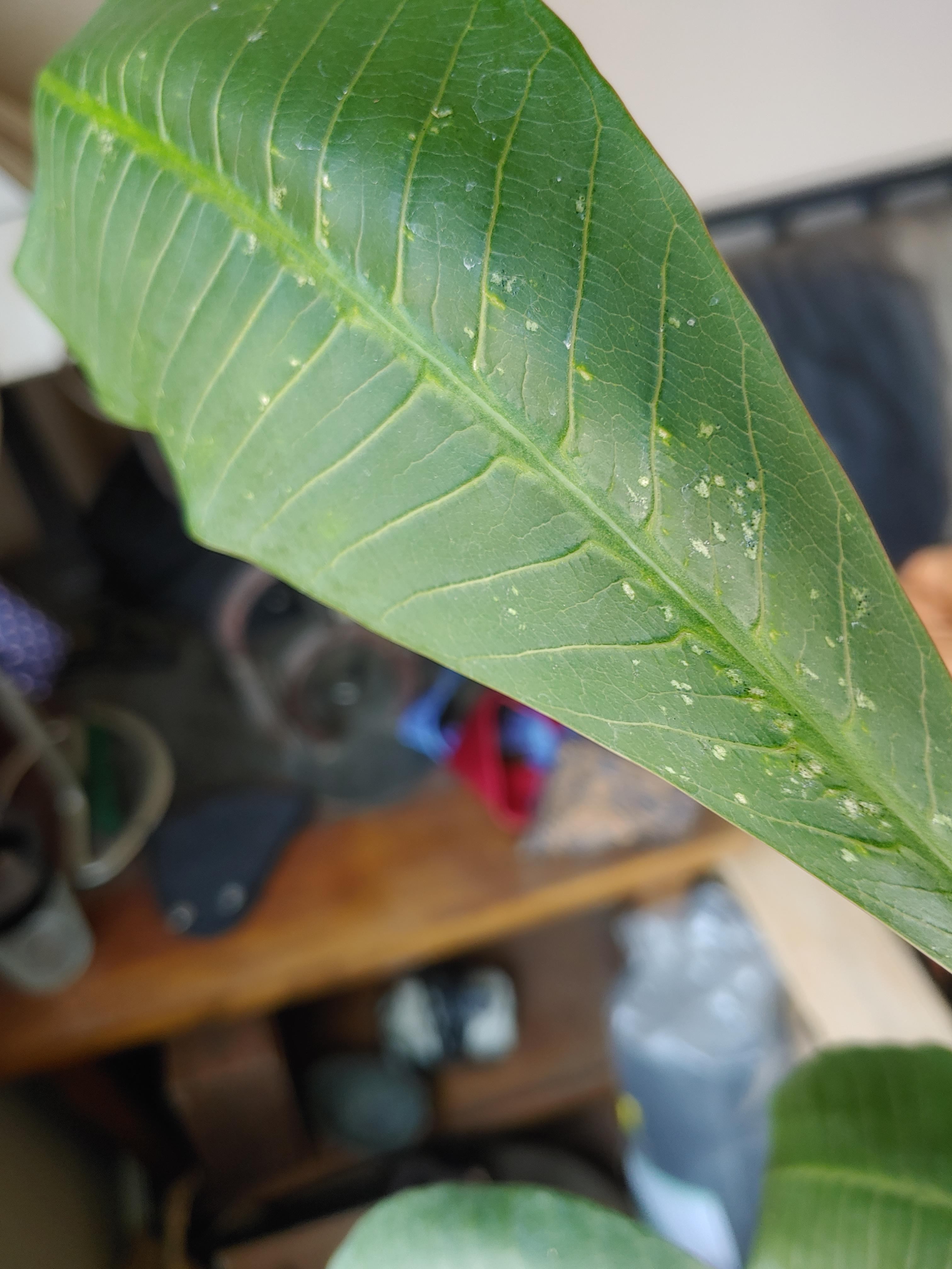 Are these scale marks, my plamts leaves are curling backwards and the
