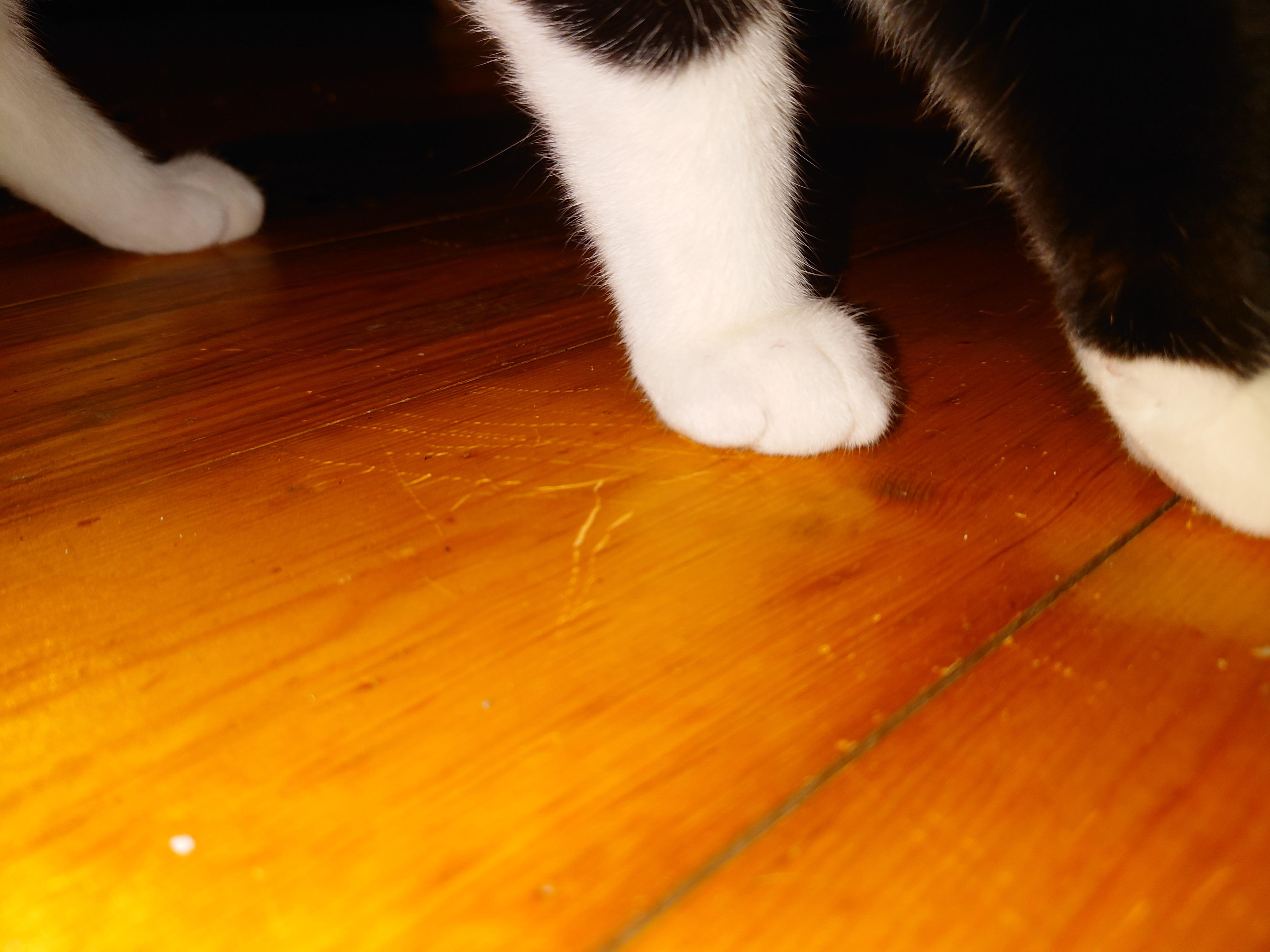 my cats are damaging my floors by running and sliding across them, what