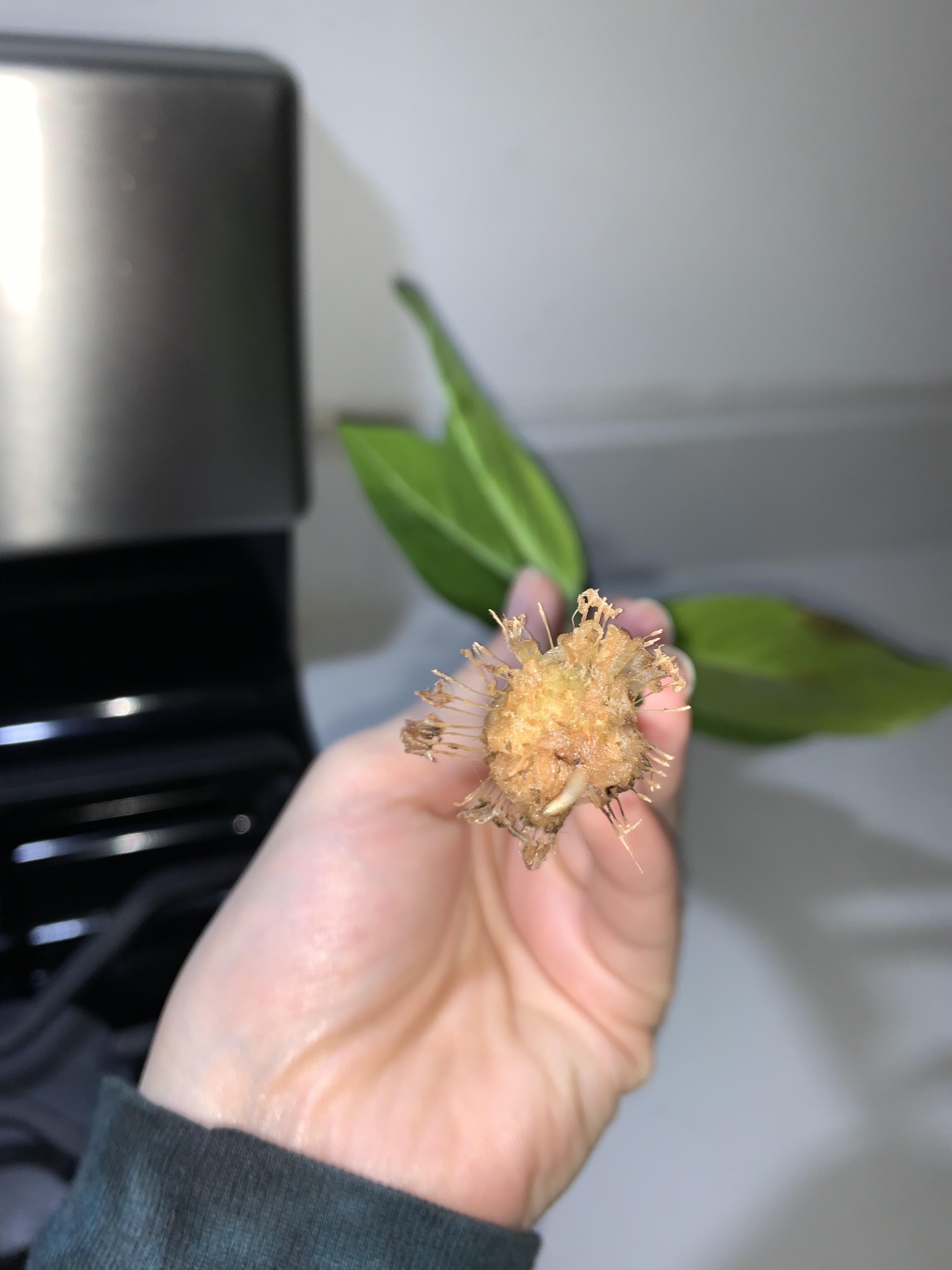 How to stop my rooted zz plant propagation from rotting? r/houseplants