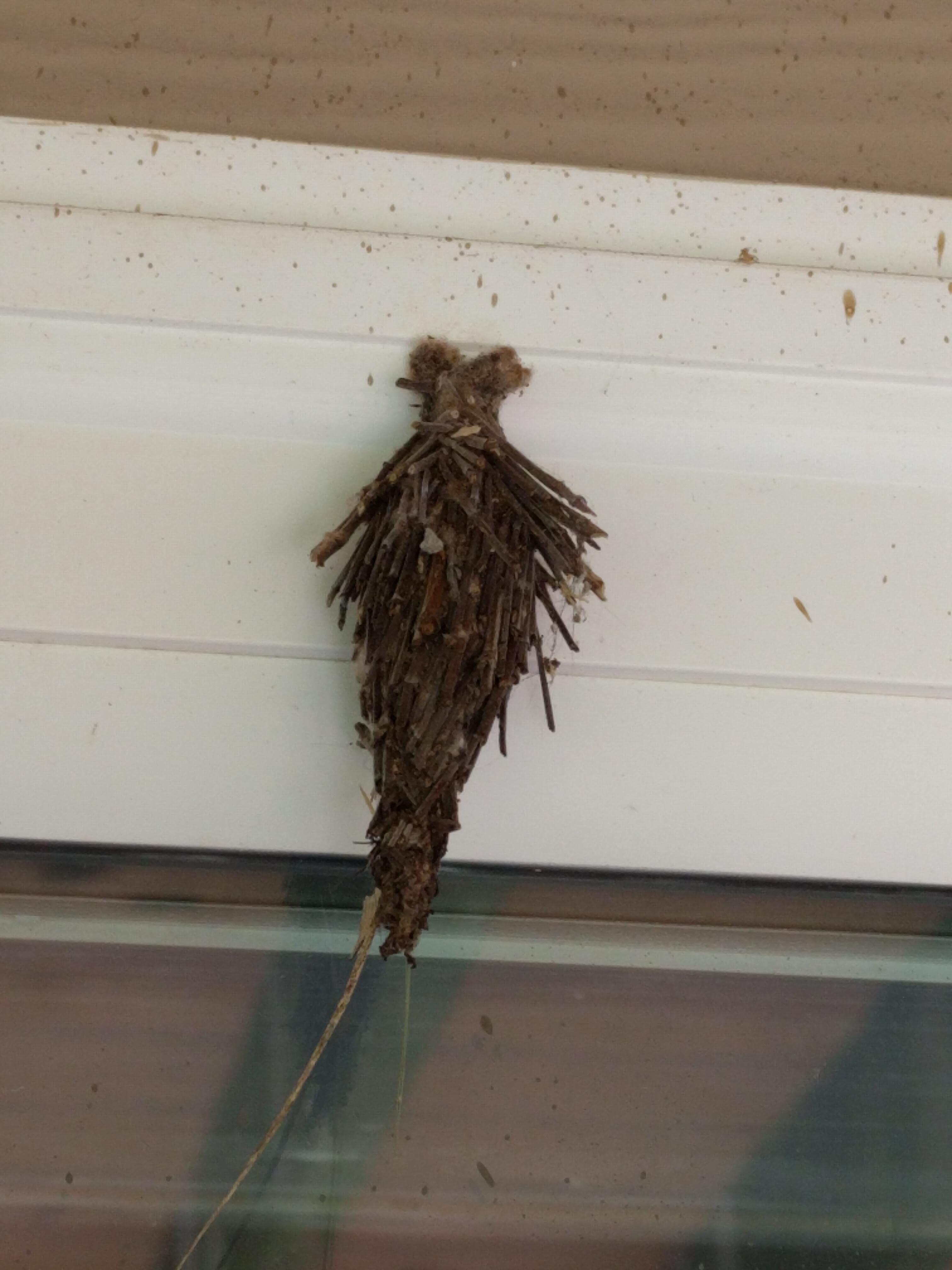 Some Kind of... Cocoon? whatsthisbug