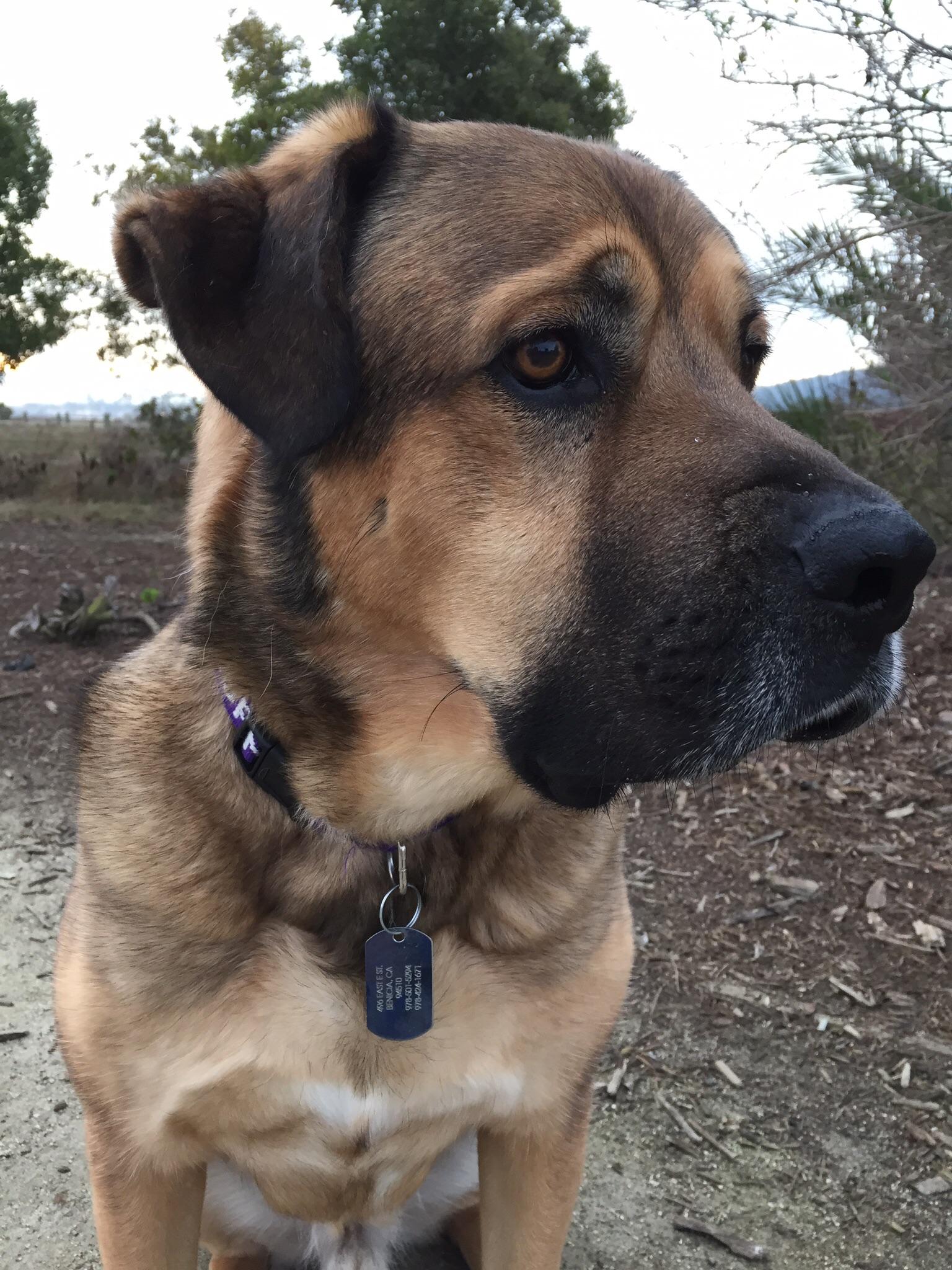 Good morning reddit! My dog decided to pose for us this morning. He is