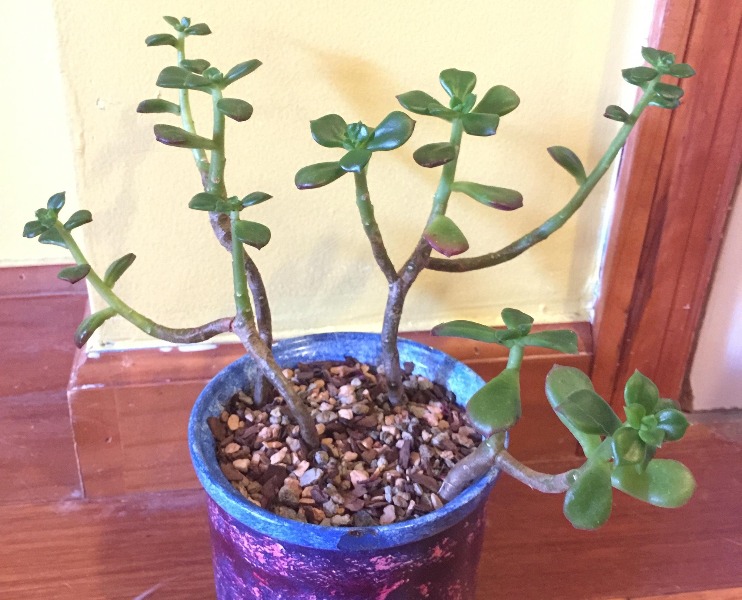 Tips on propagating from a woody stem on Sedeveria Letizia