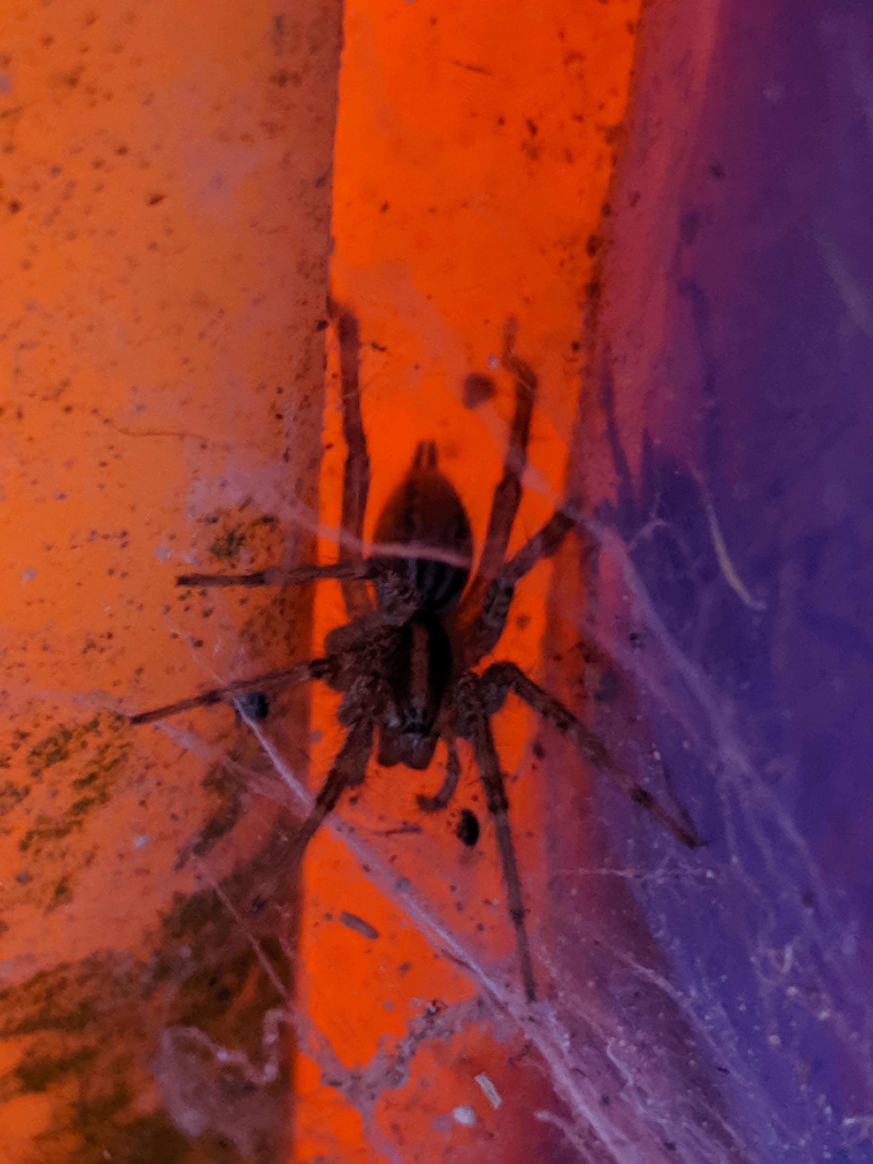 Please ID this wolf Spider I think? r/spiders