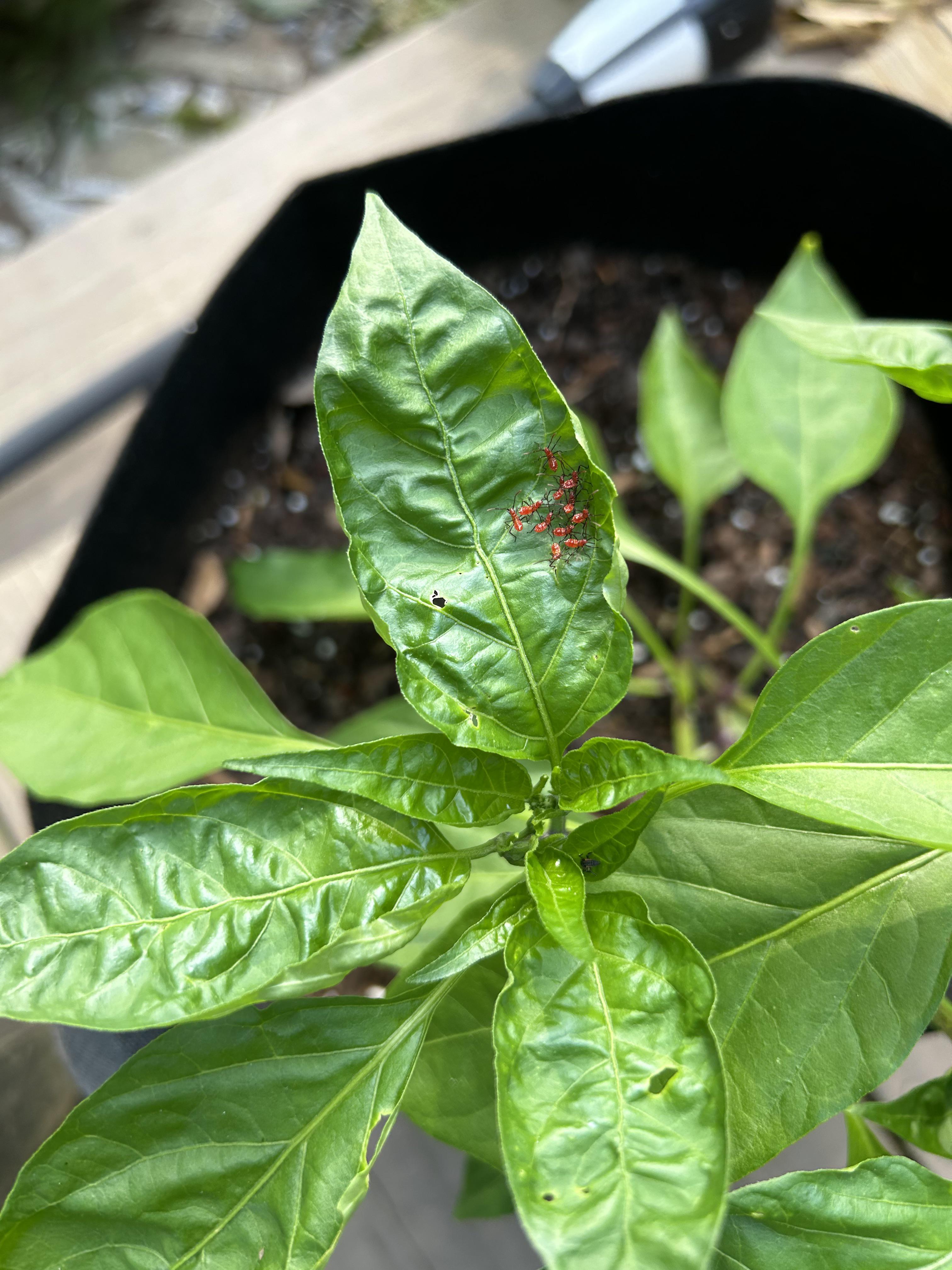 Help identifying these bugs on my pepper plant? r/gardening