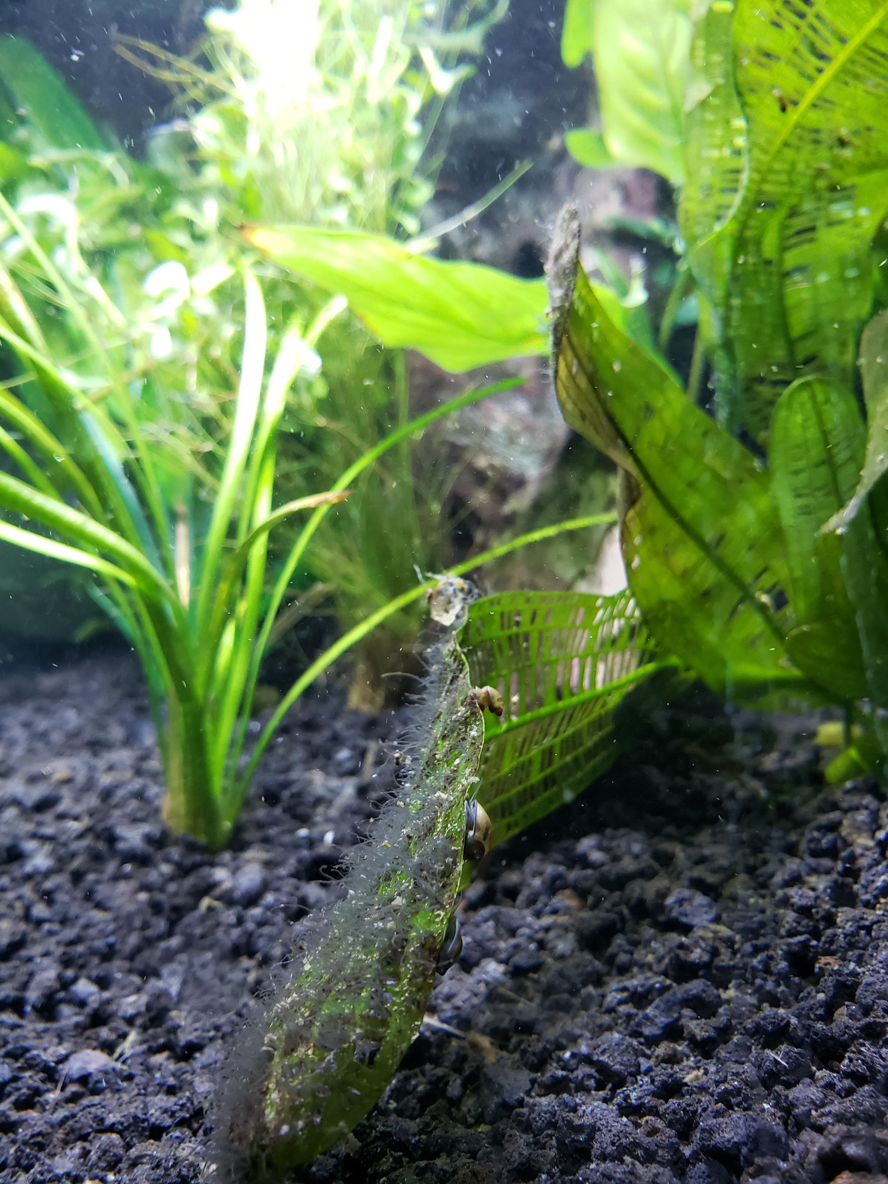 Algae ID Staghorn Algae? Good or bad? r/Aquariums