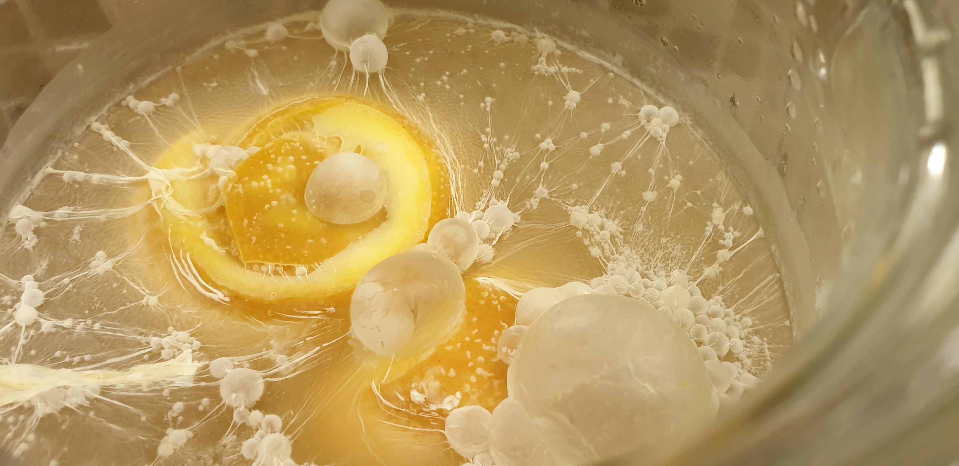 Thin white film on top during F2 yeast or mold? r/gingerbeer