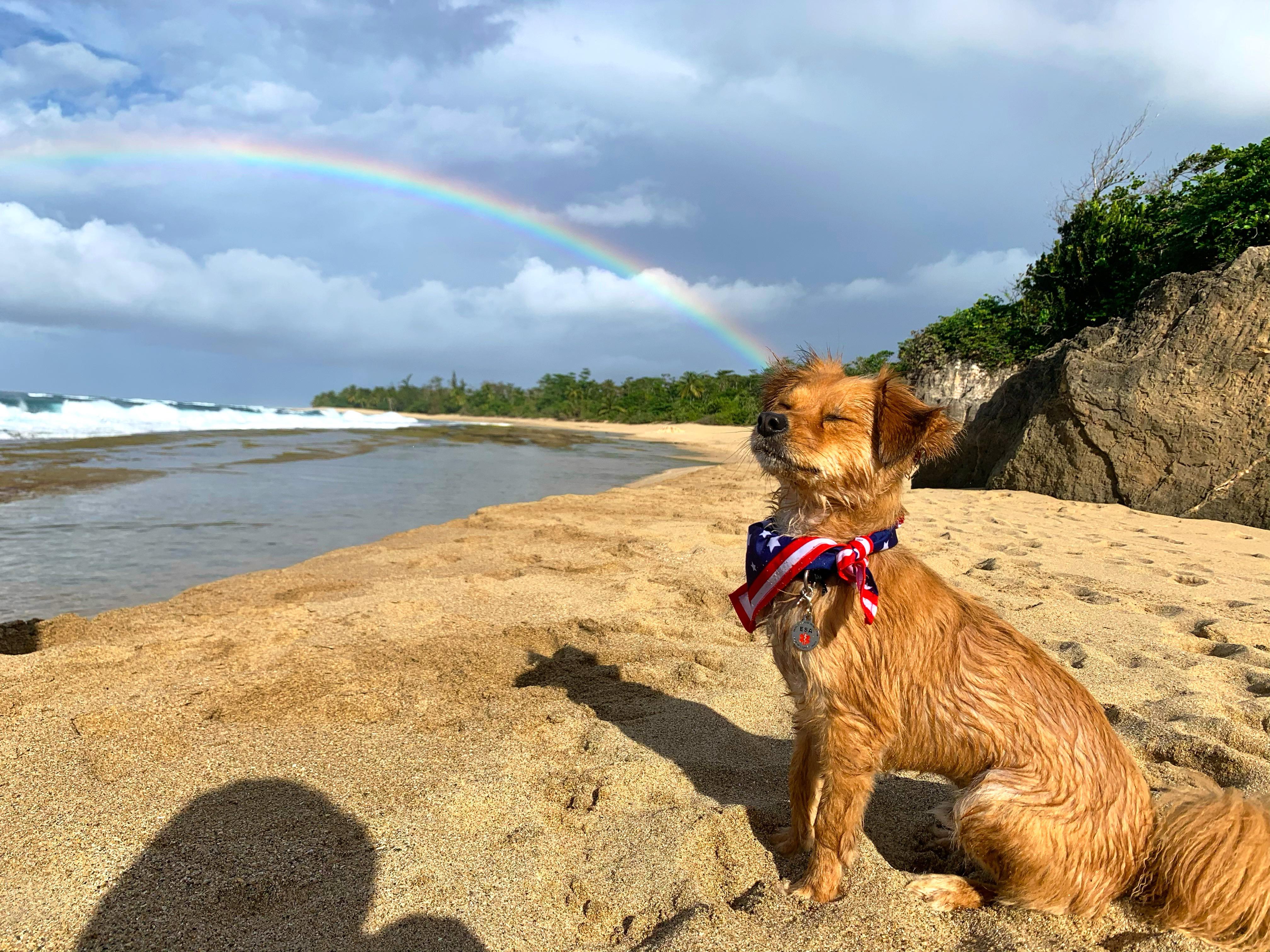 Travel To Puerto Rico With Dog at Patricia Ross blog