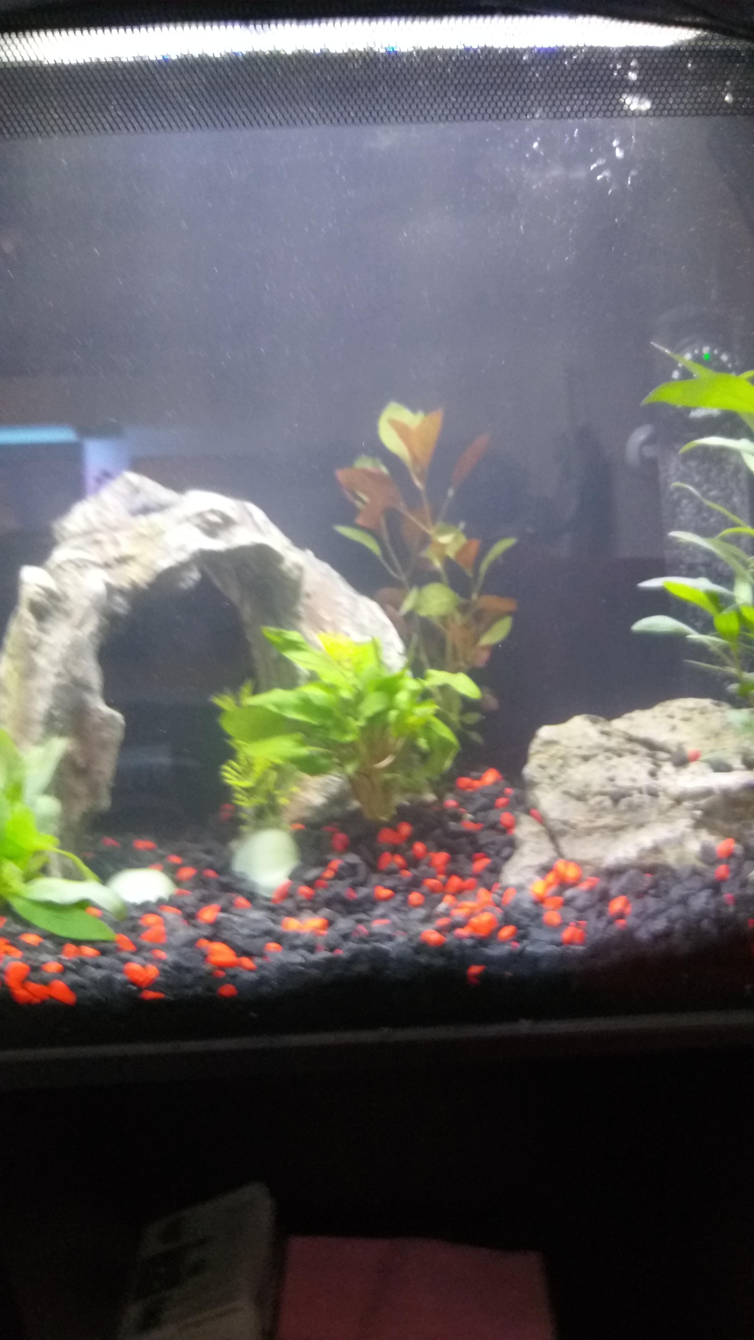 All the fish at this petsmart are dead, they didn’t even bother