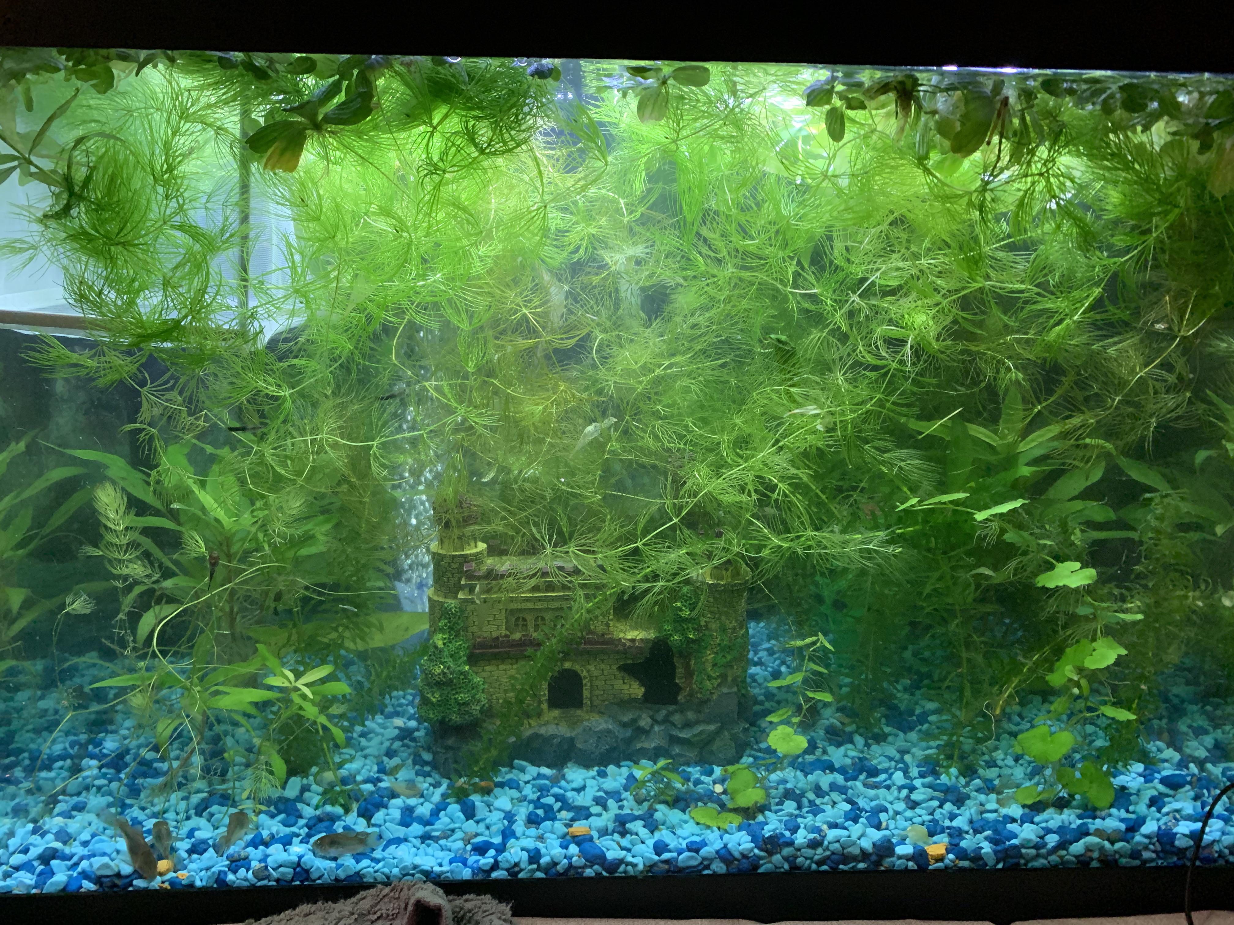 Pic for attention, but what dressers/tv stands can hold a 50 gallon fish (5600lbs) tank at