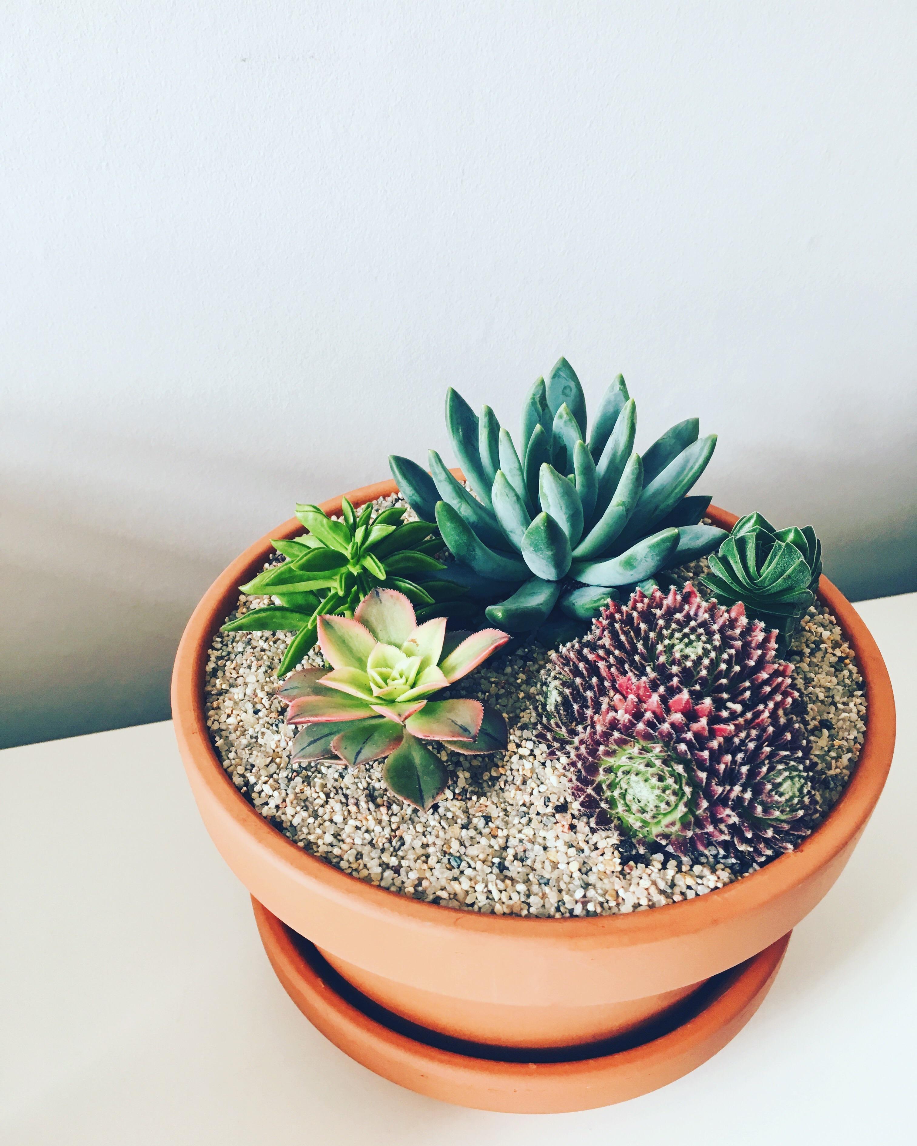 My first homemade miniature succulent garden! r/succulents