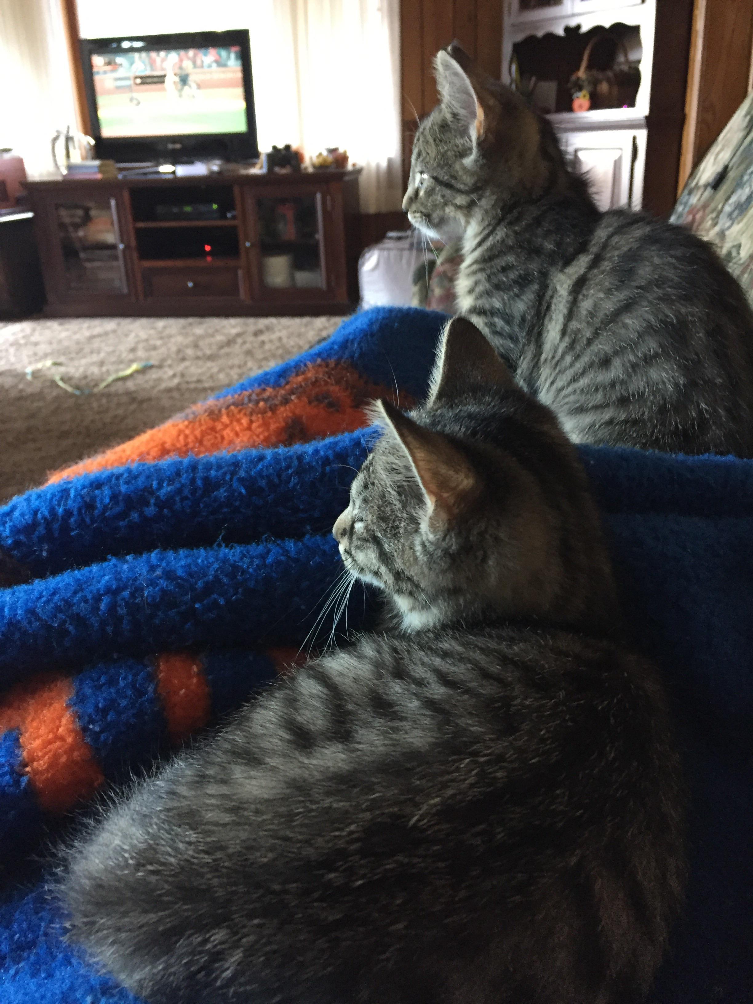 Trapped situation has escalated. r/cats