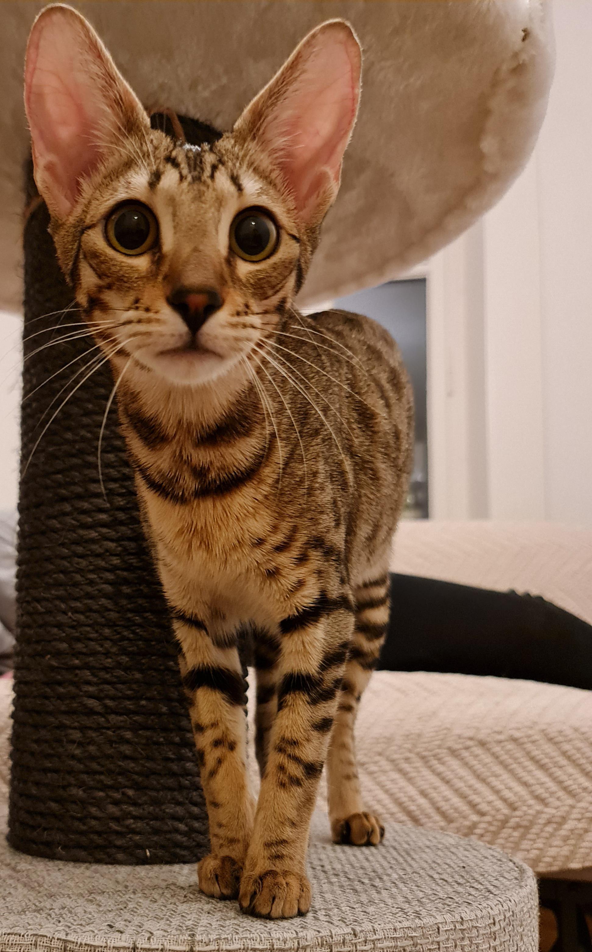 Half oriental, half bengal. Meet our new addition to the family Meryl