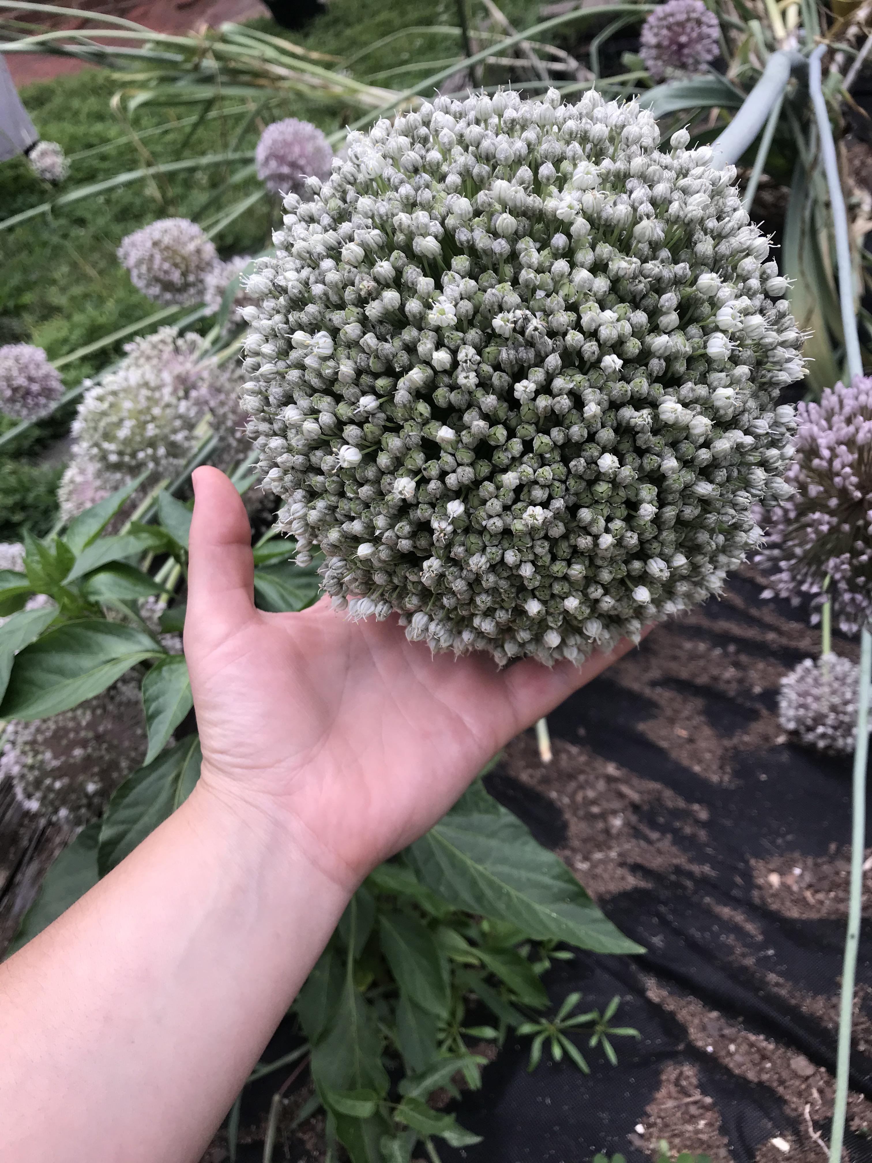Our leek flowers are huge! The bees absolutely love them! The smaller