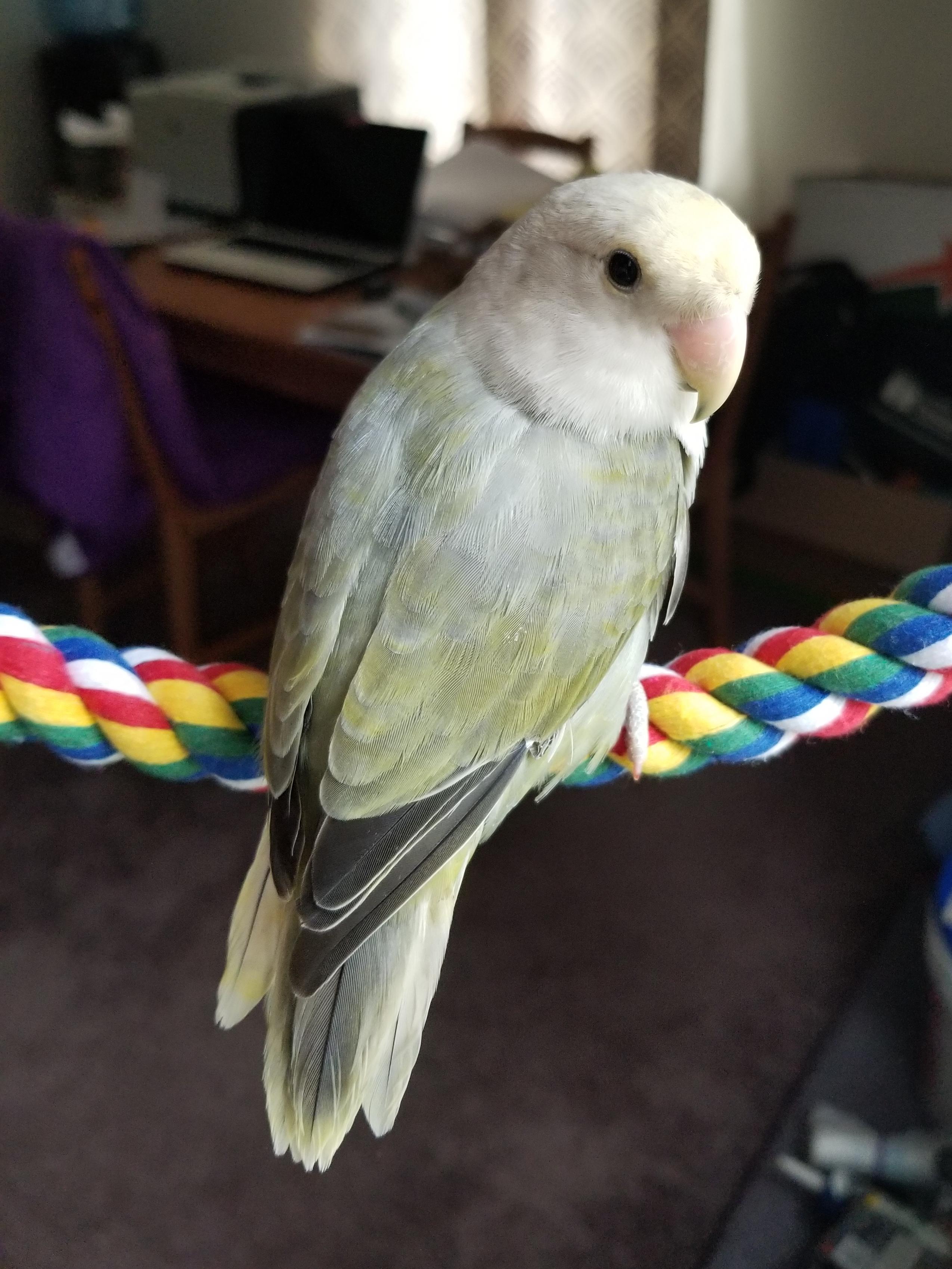 I just rescued this little girl today. Previous owner says she is 10