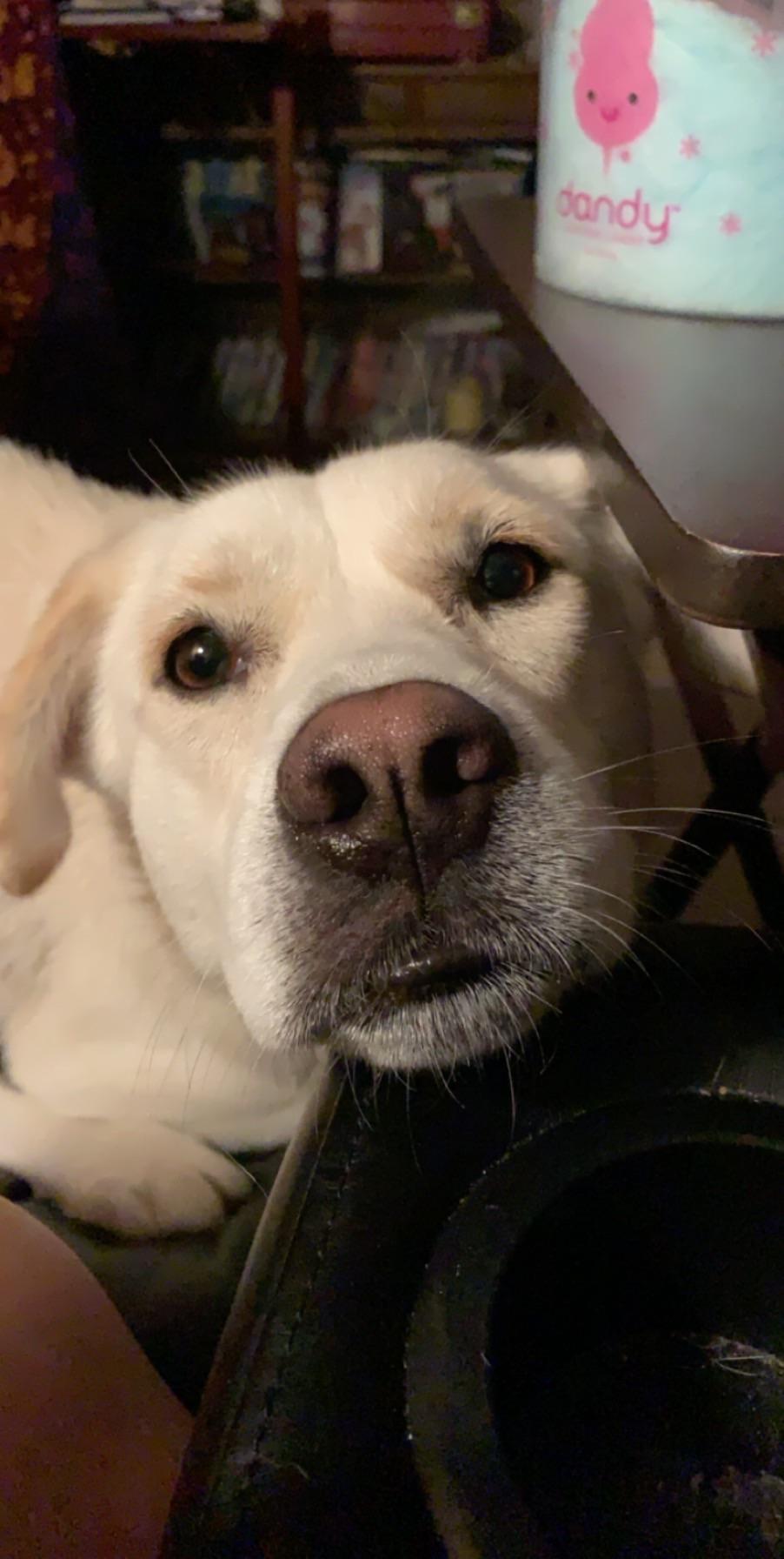 My dog looks at me with so much love that I sometimes can’t handle it