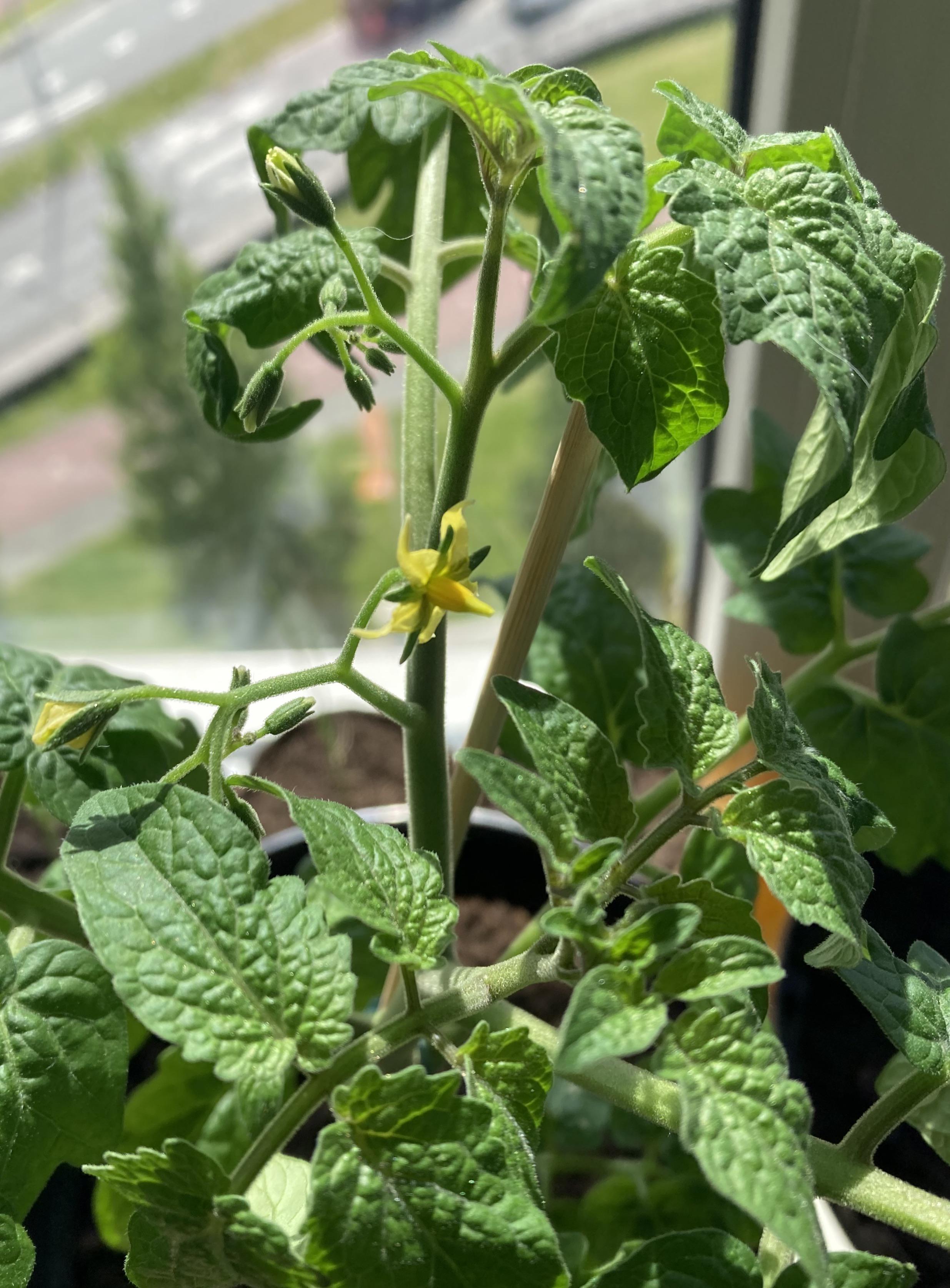 My Tomato plant is growing flowers, do these turn into fruits or should