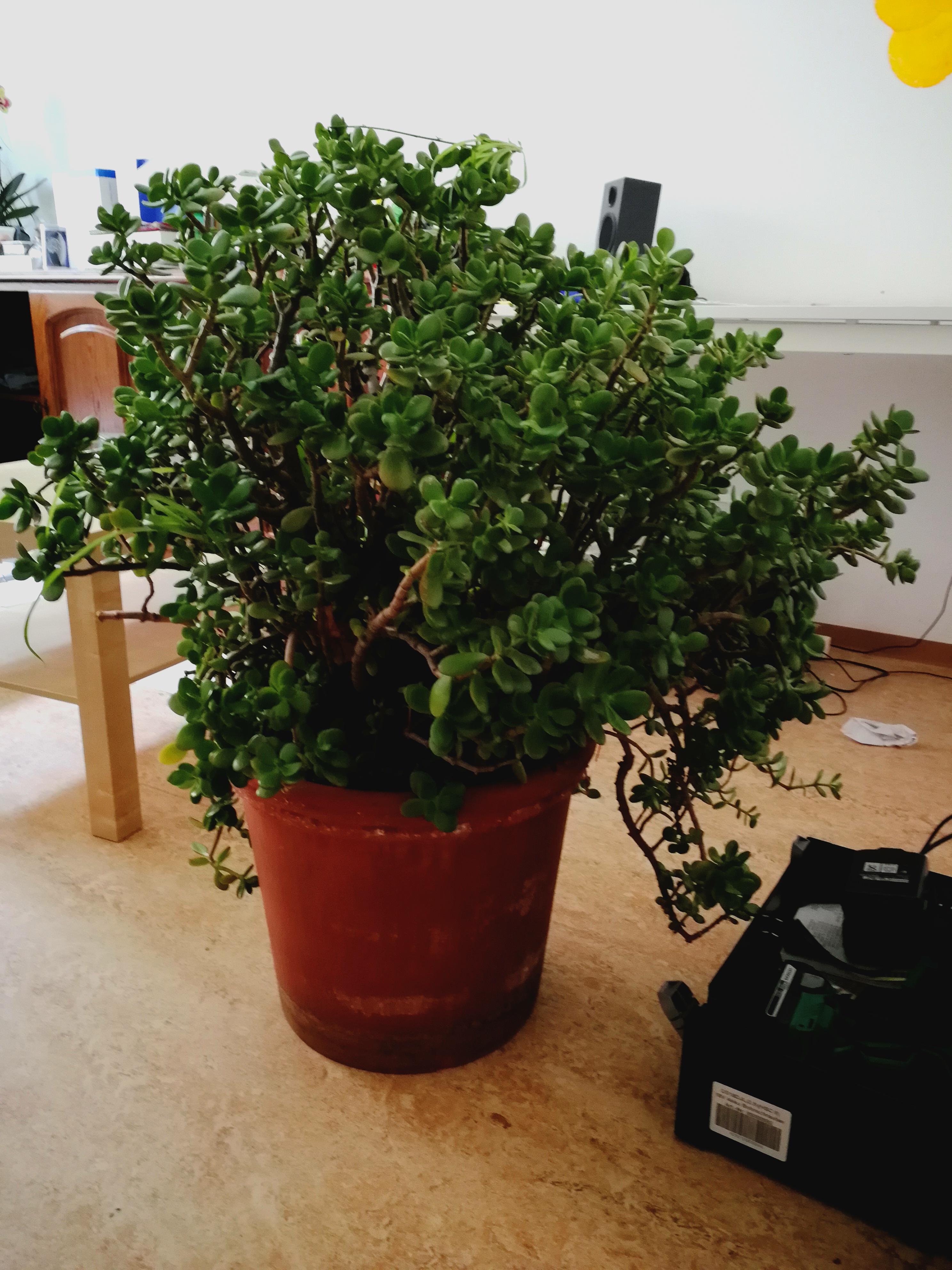 I found this giant Jade Tree on the street to take for free. So I lent