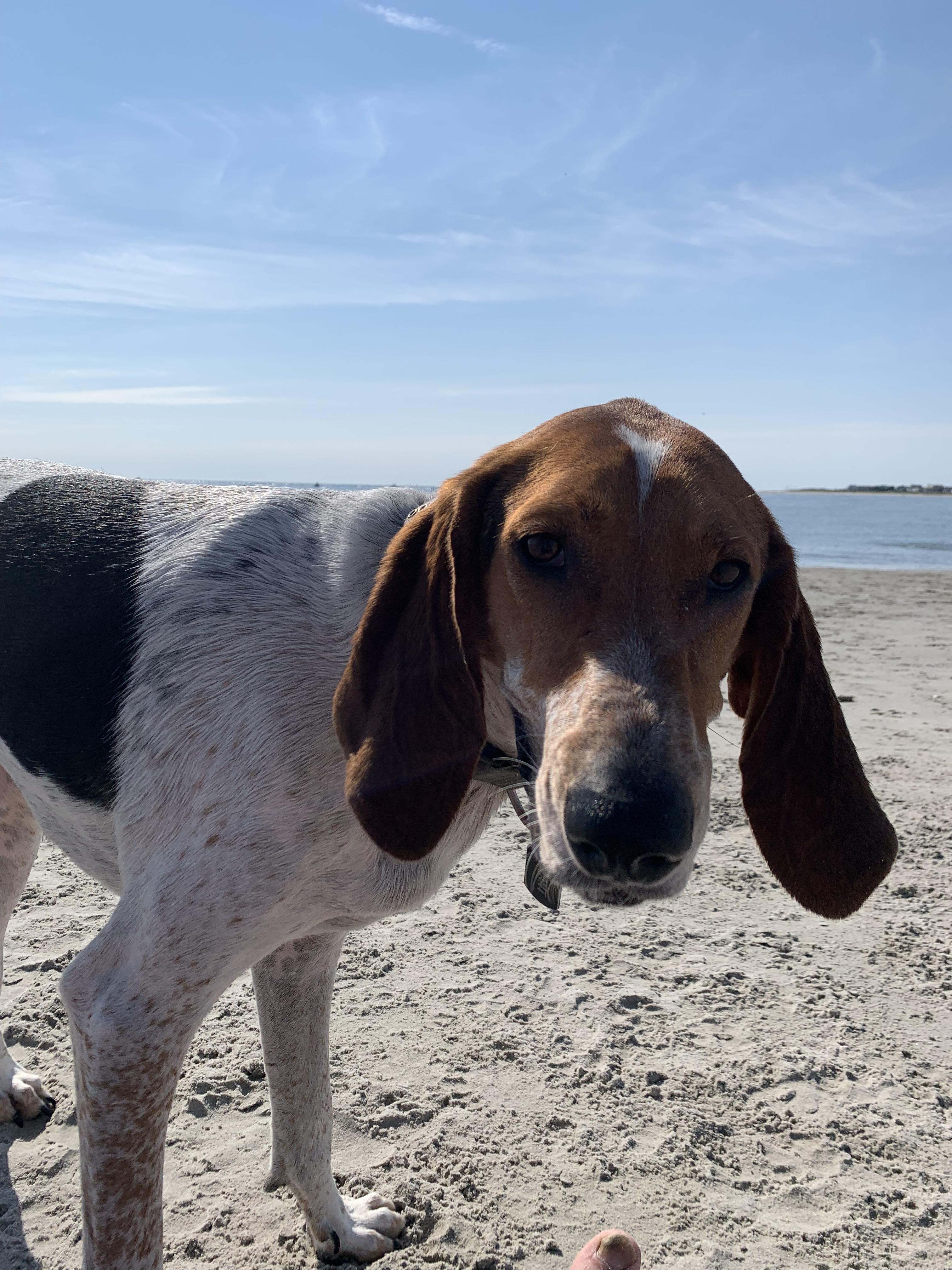 Longport Dog beach before a day of cooking and football r/newjersey