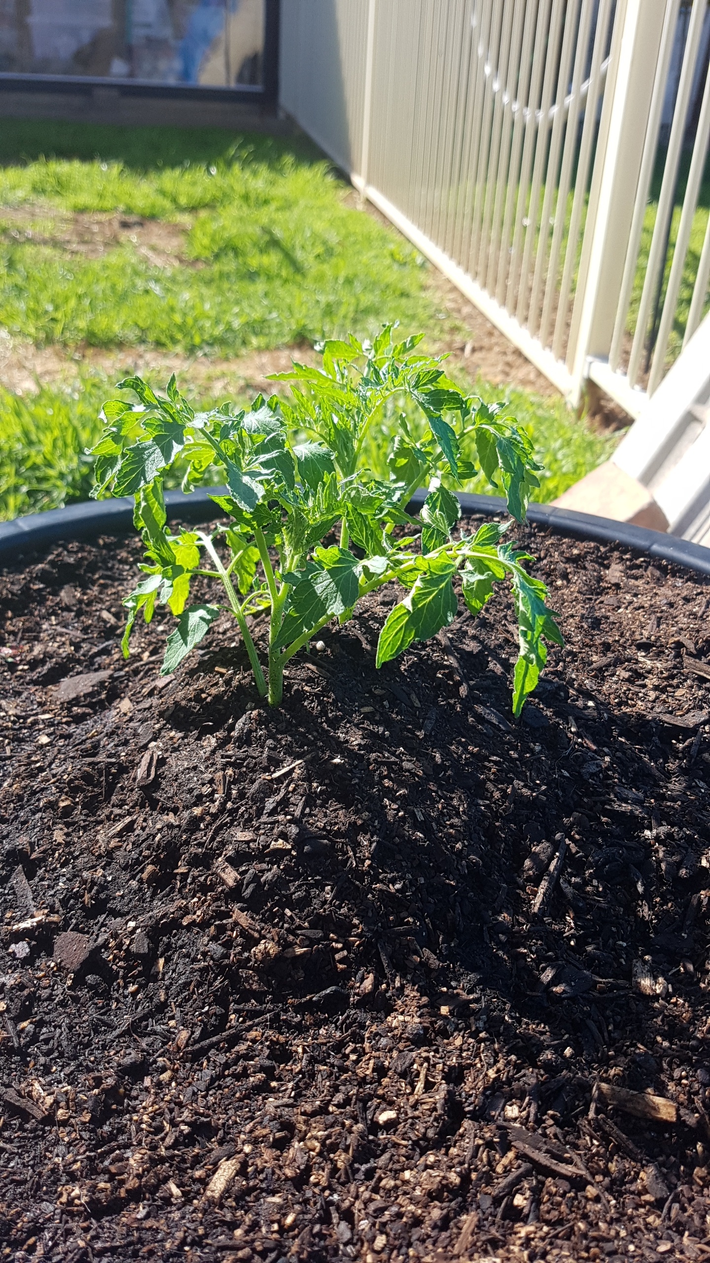 Whats wrong with my tomato plant? The soil is hydrated. There is