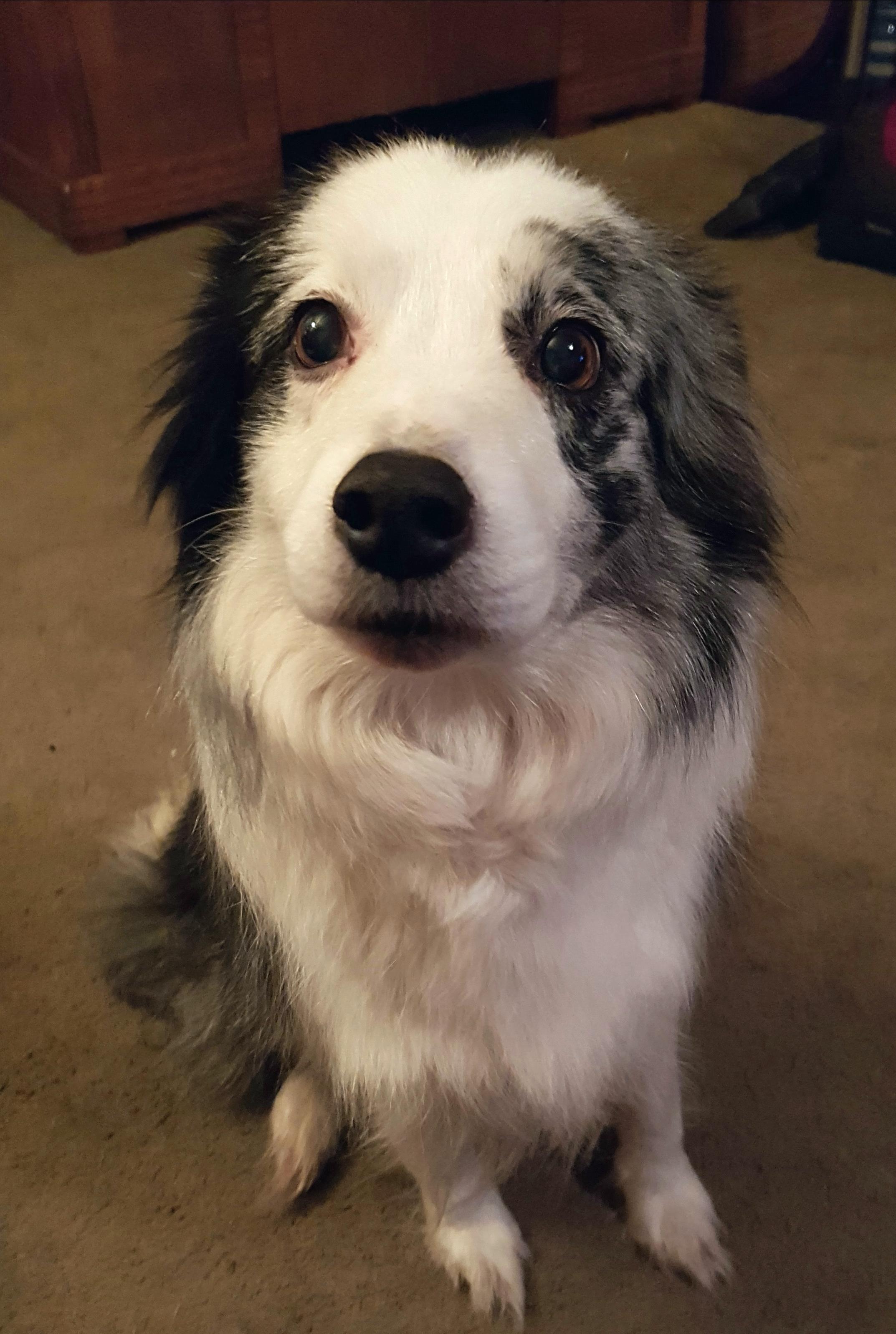 13 year old blue merle collie still giving those puppy dog